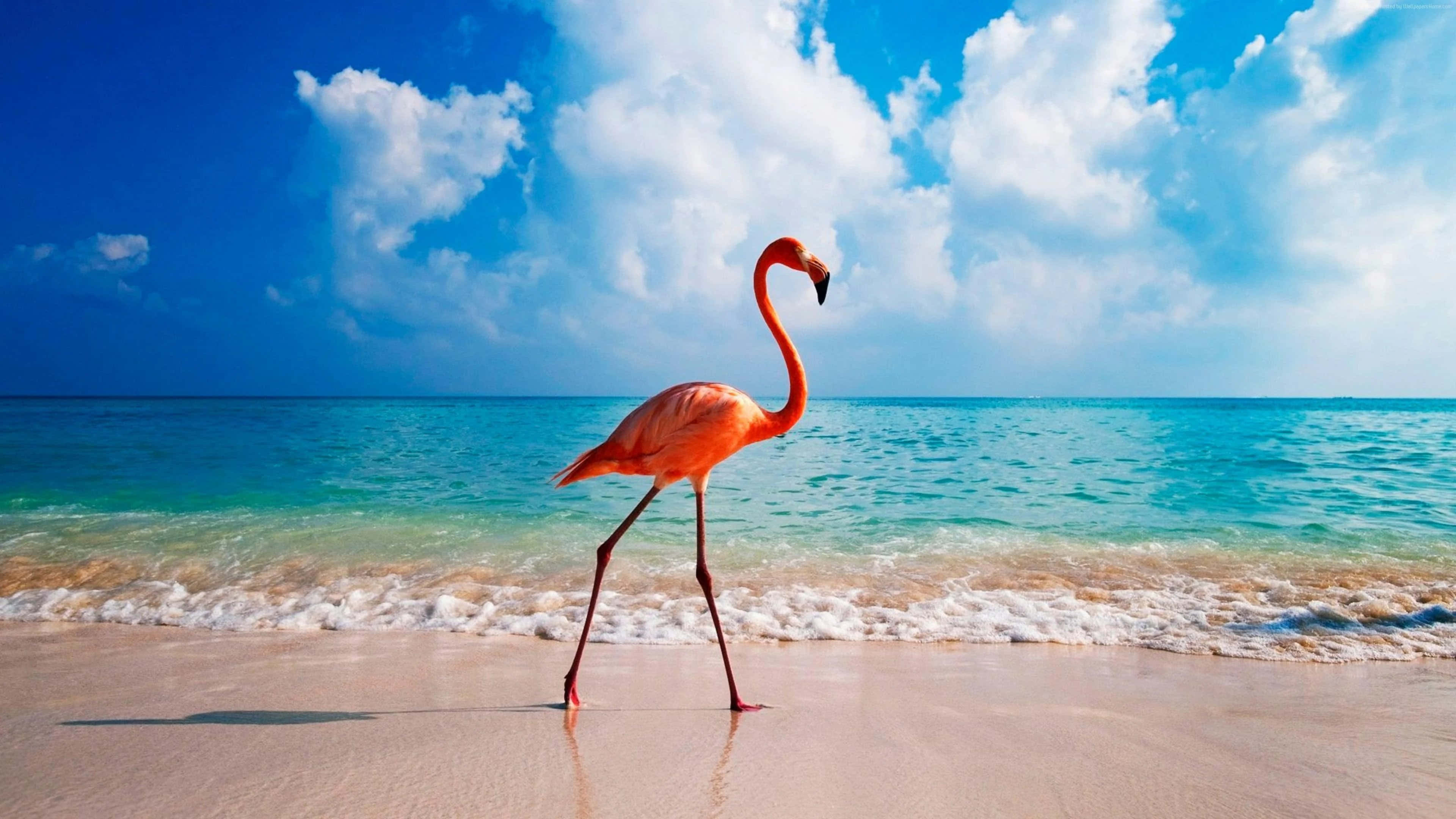 Aruba 桌布 壁紙 — 一隻鮮豔的粉紅色紅鶴在碧綠海洋邊緣的濕沙上優雅地行走，上方是明亮的藍天和蓬鬆的白雲。