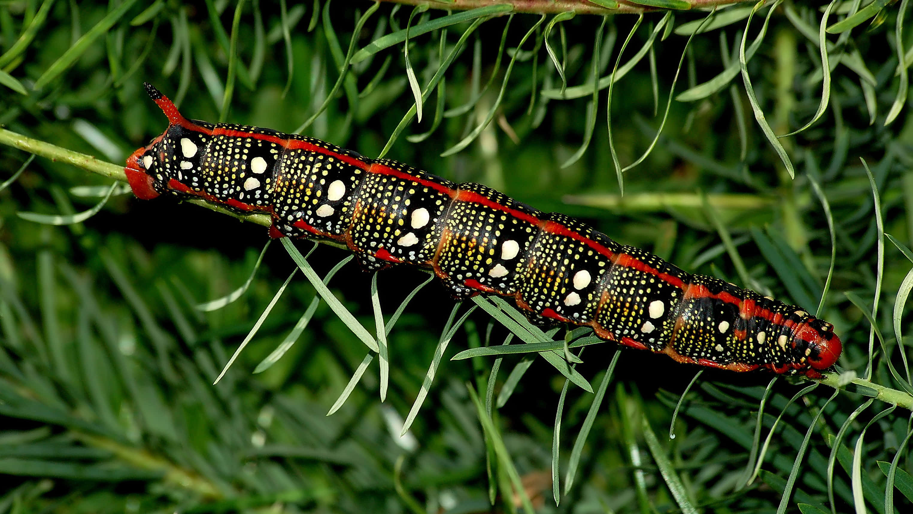 Caterpillar Transformation 桌布 壁紙 — 一隻鮮豔的紅、黑、白色毛蟲，帶有白色斑點，沿著綠色松枝爬行。