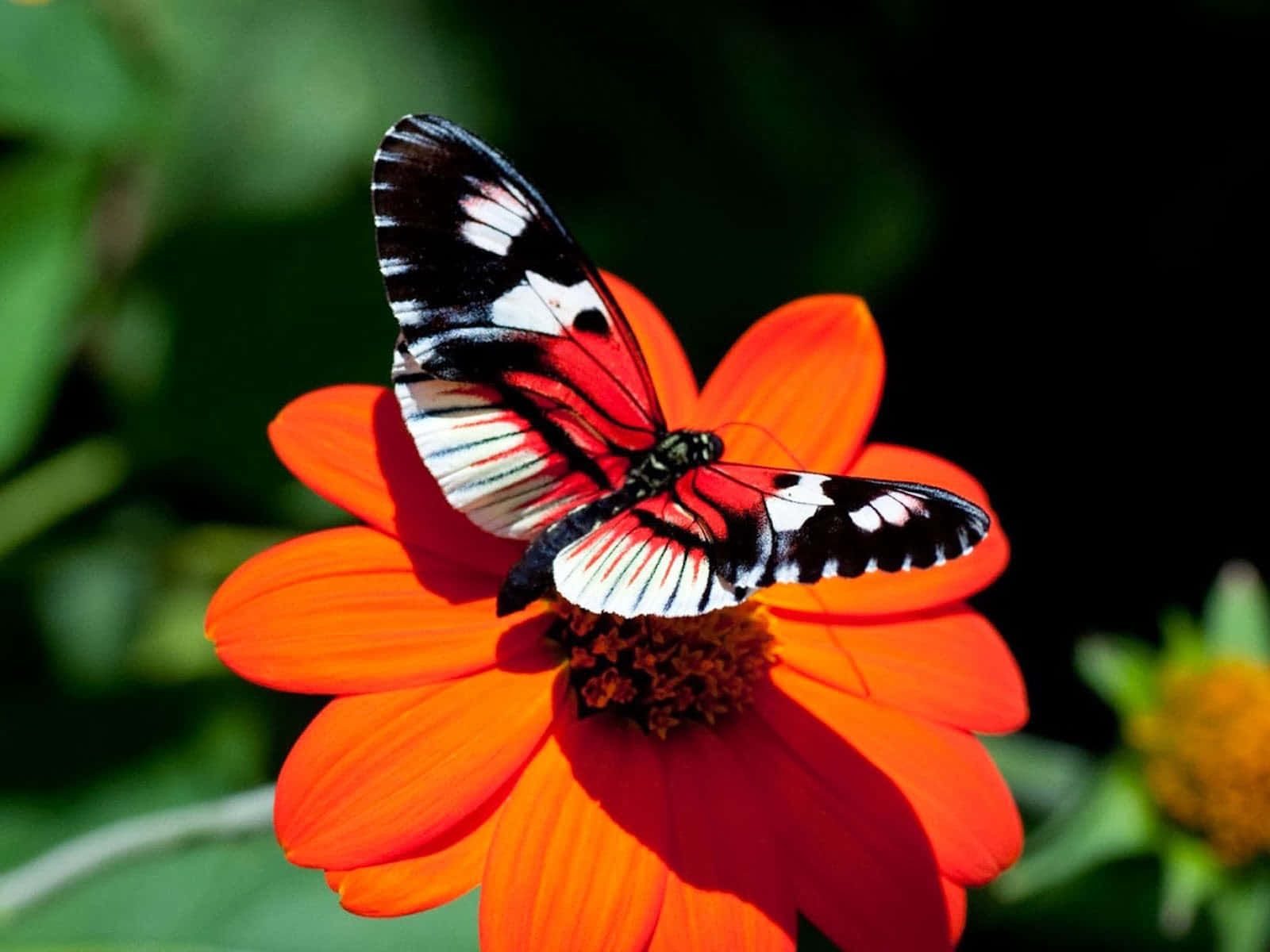 Butterfly Watching 桌布 壁紙 — 一隻鮮豔的紅、黑、白蝴蝶，輕柔地停在一朵亮橙色的花朵上，背景是柔和的綠色和深色。