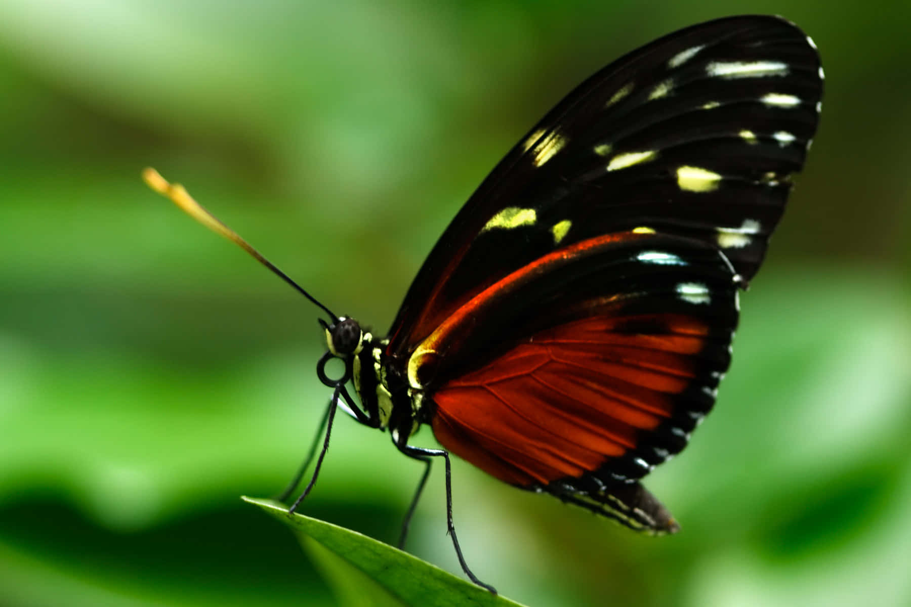 Butterfly Profile 桌布 壁紙 — 一隻鮮豔的紅、黑、黃色蝴蝶，輕輕地停在一片綠葉上，背景是柔和模糊的樹葉。