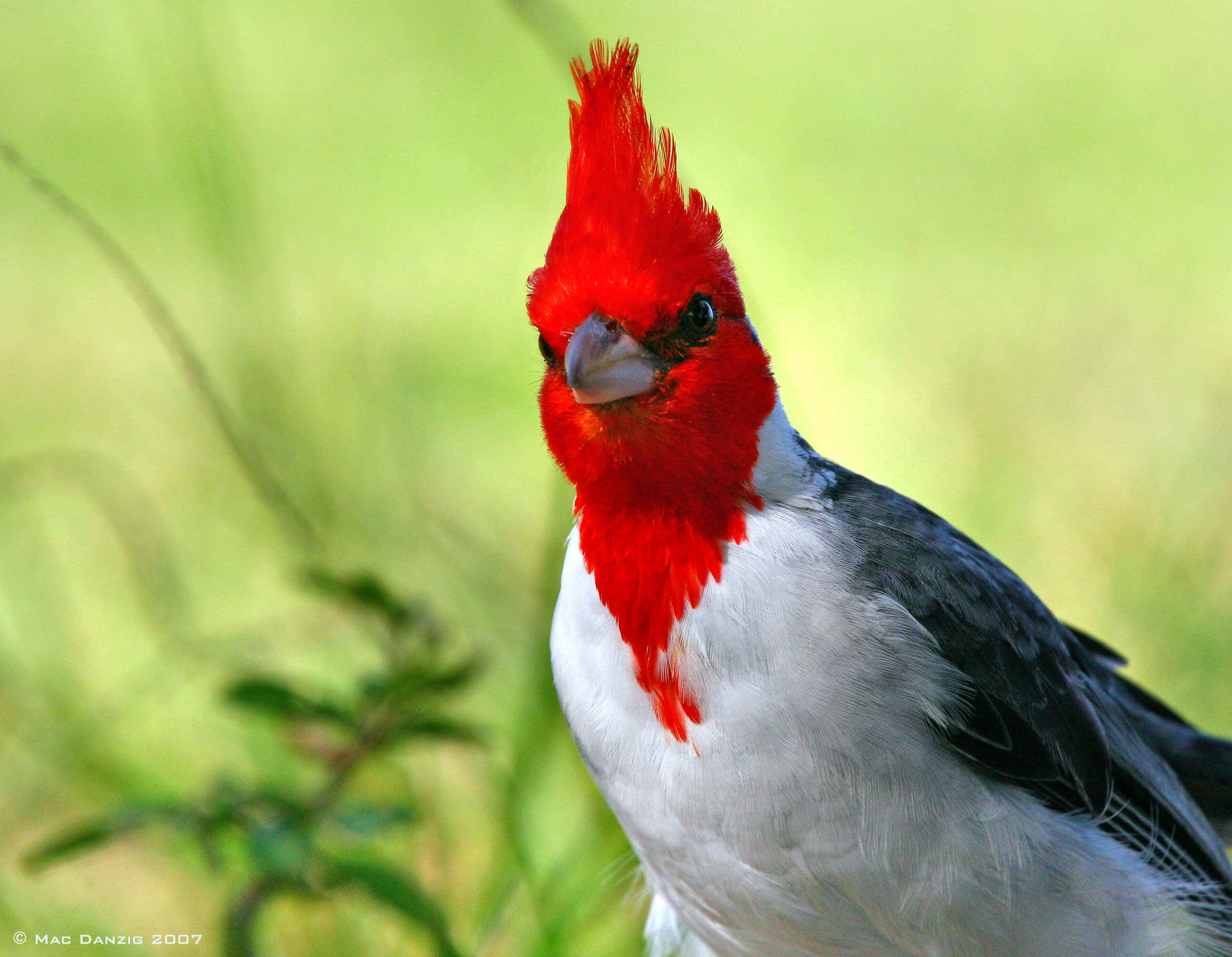Beautiful Birds 桌布 壁紙 — 一隻鮮豔的紅冠鳥，有白色和灰色的羽毛，在柔和的綠色模糊草地背景前專注地凝視。