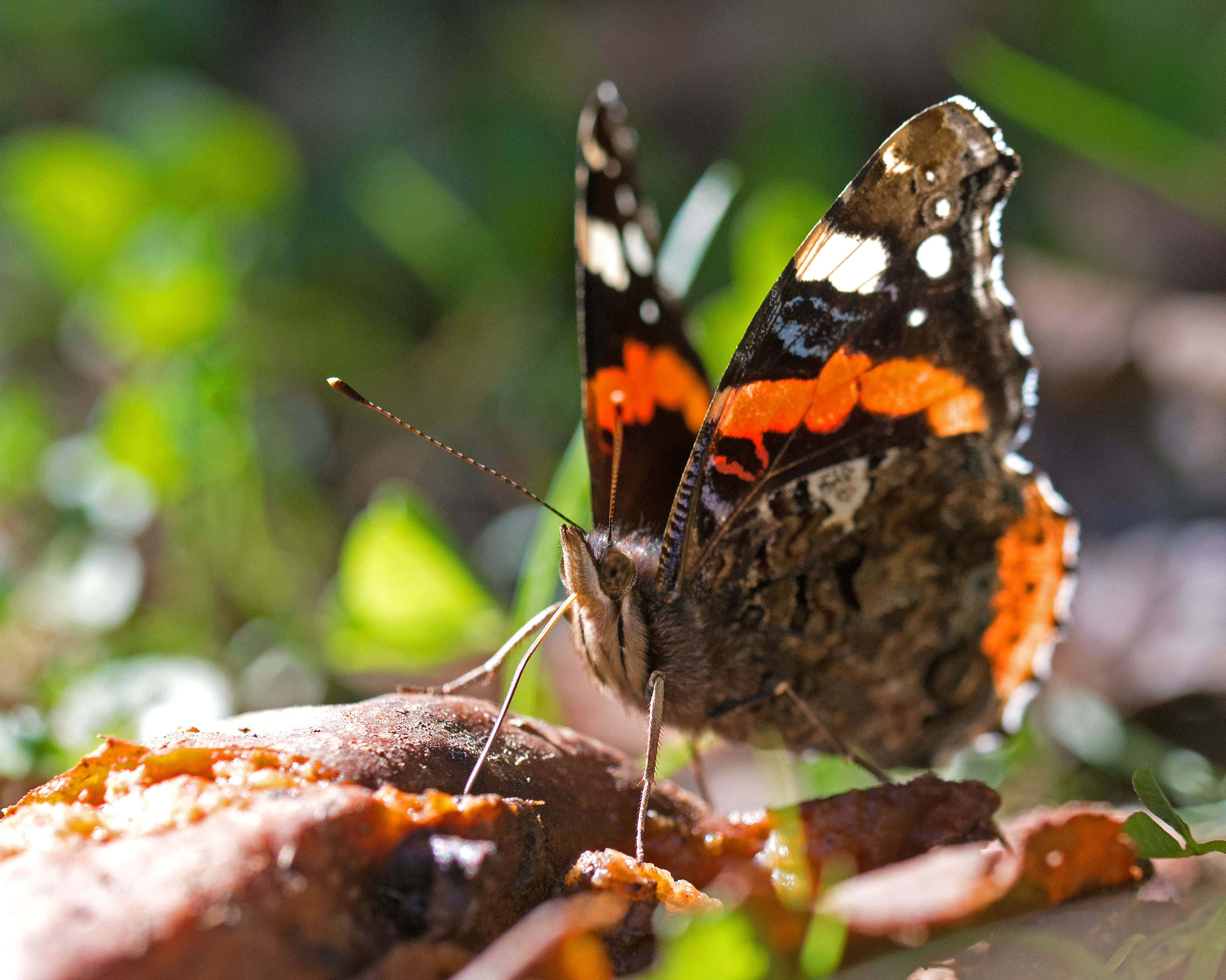 Red Admiral Butterfly 桌布 壁紙 — 一隻鮮豔的紅橙色和黑色蝴蝶，輕柔地停在一塊長滿苔蘚的石頭上，周圍是柔軟的綠色樹葉。