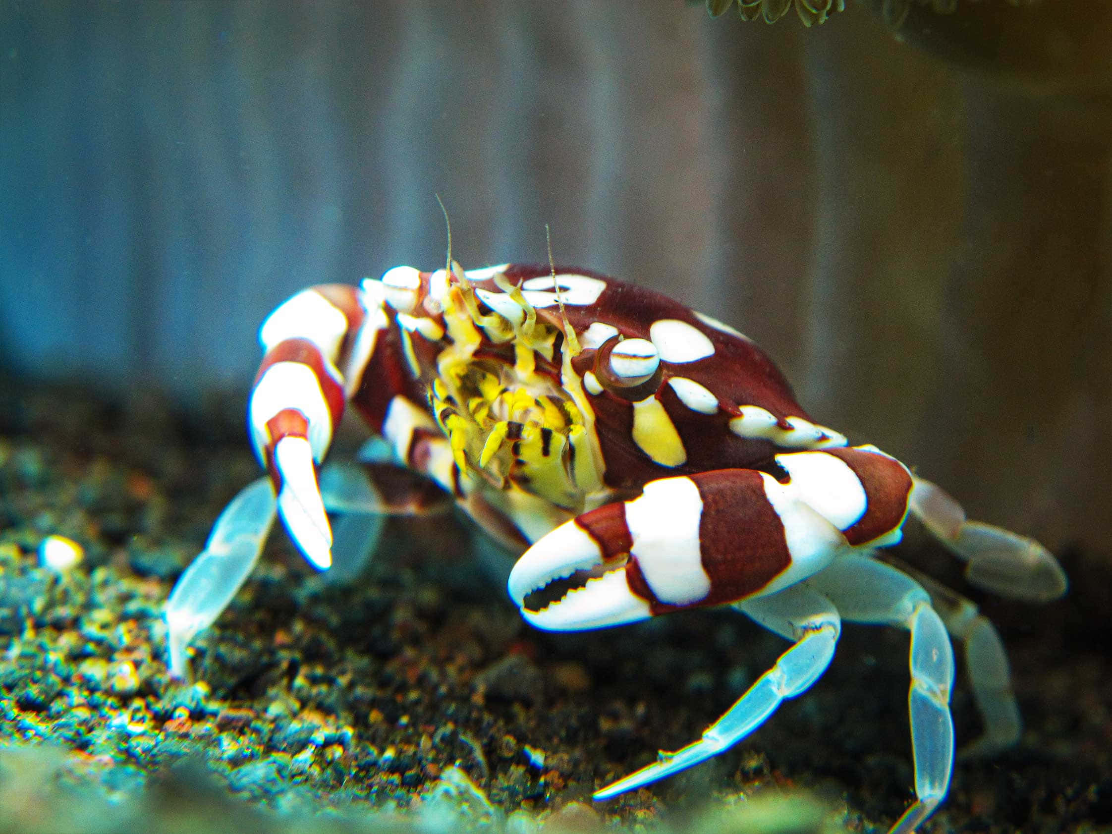 螃蟹 桌布 壁紙 — 一隻鮮豔的紅白條紋螃蟹，帶有黃色點綴，在水族箱的深色礫石上爬行。
