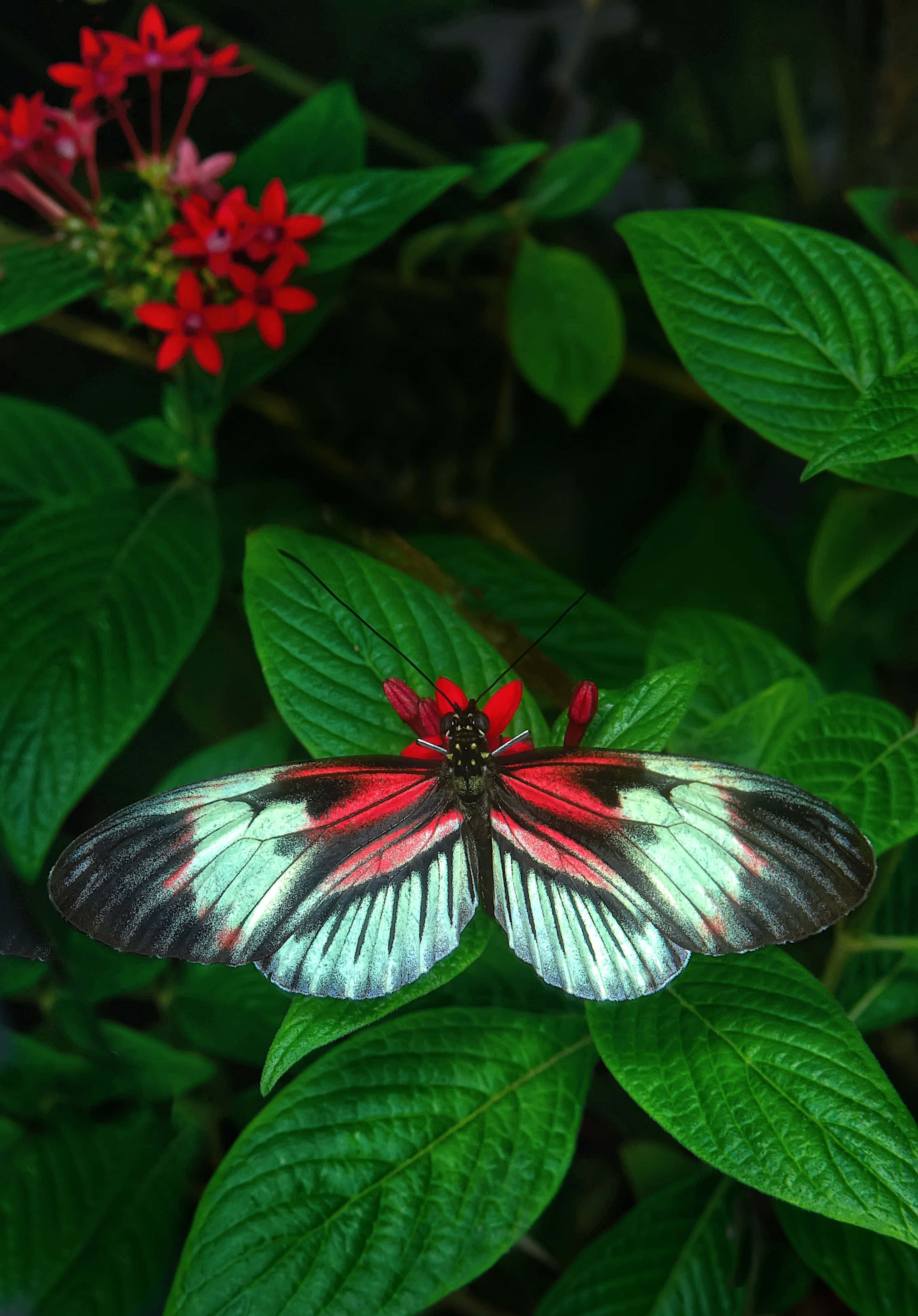 Butterflies 桌布 壁紙 — 一隻鮮豔的紅白蝴蝶輕柔地停在一簇鮮紅的花朵上，周圍是茂密的綠葉。