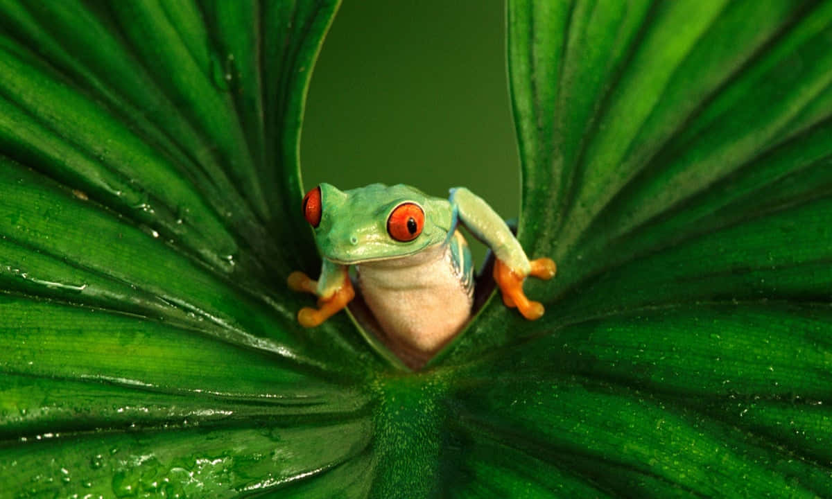 Frog 桌布 壁紙 — 一隻鮮豔的紅眼樹蛙從兩片帶有閃亮露珠的大綠葉之間探出頭來。