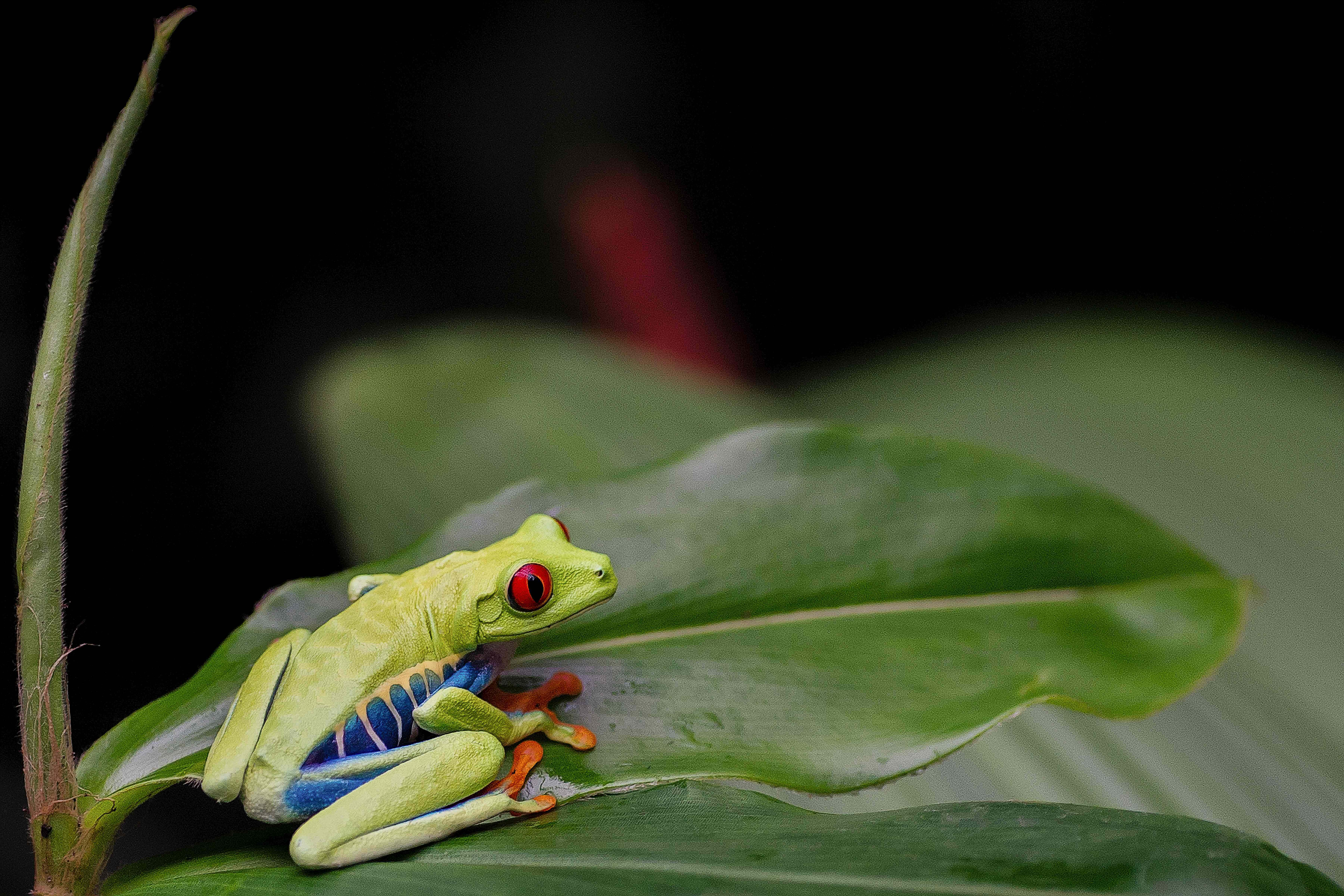 Frog 桌布 壁紙 — 一隻鮮豔的紅眼樹蛙棲息在一片大綠葉上，擁有引人注目的紅眼睛和藍色條紋的腿，背景為深色。