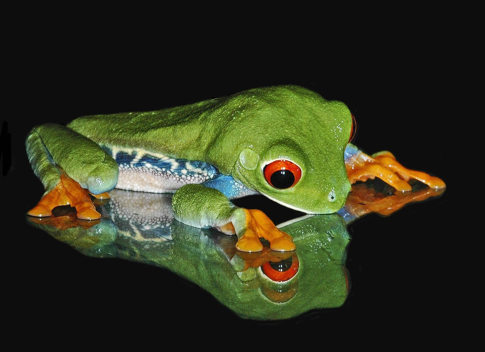 Frog 桌布 壁紙 — 一隻鮮豔的紅眼樹蛙棲息在反射表面上，背景是純黑色。