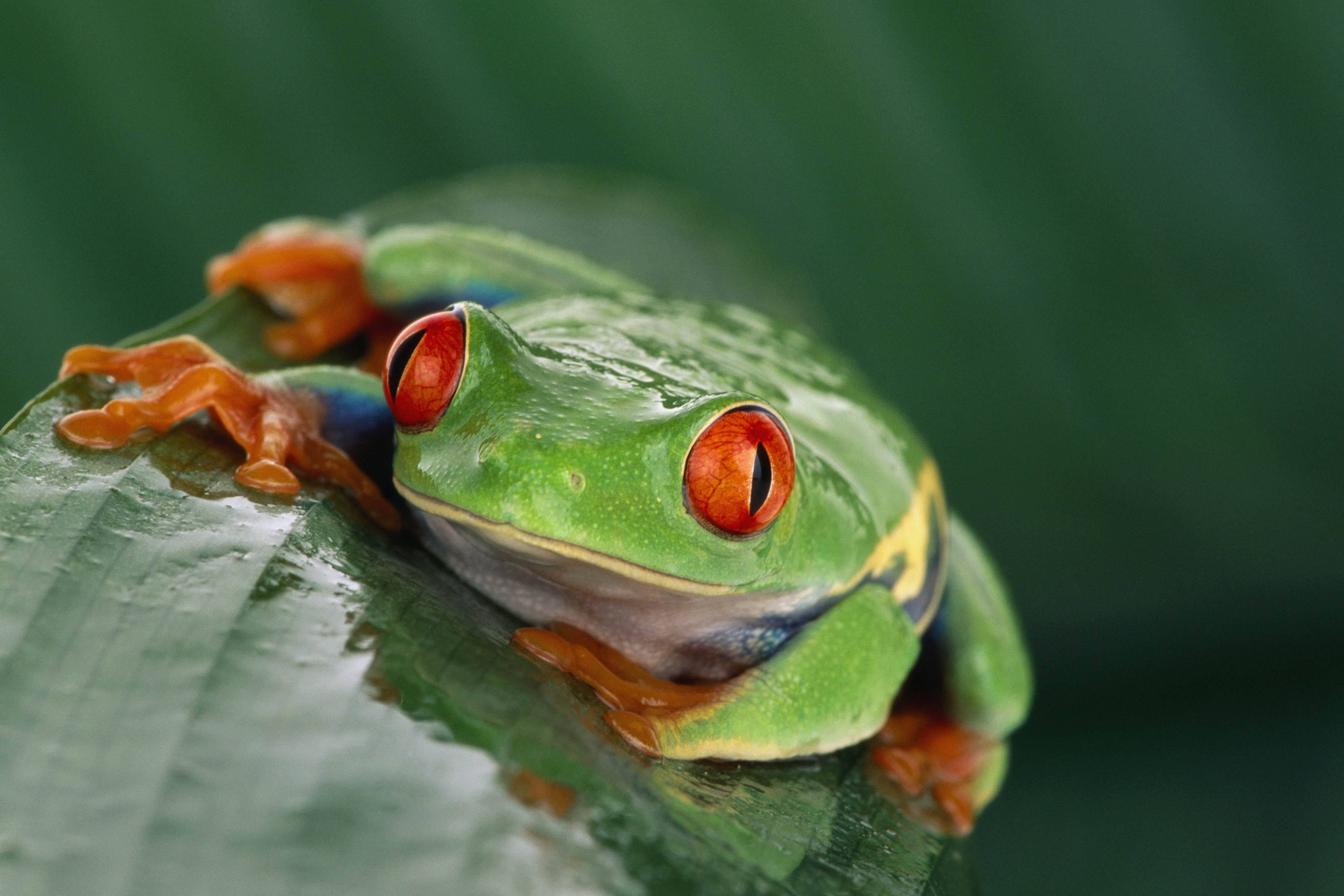 Frog 桌布 壁紙 — 一隻鮮豔的紅眼樹蛙棲息在帶有露水的綠色葉子上，擁有引人注目的橙色腳掌和鮮紅色的眼睛。
