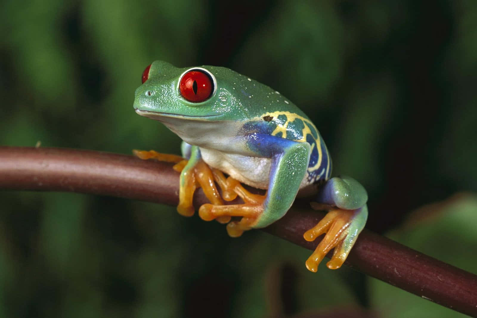 Frog 桌布 壁紙 — 一隻鮮豔的紅眼樹蛙棲息在樹枝上，帶有醒目的綠色、藍色和橙色圖案，背景是模糊的森林。