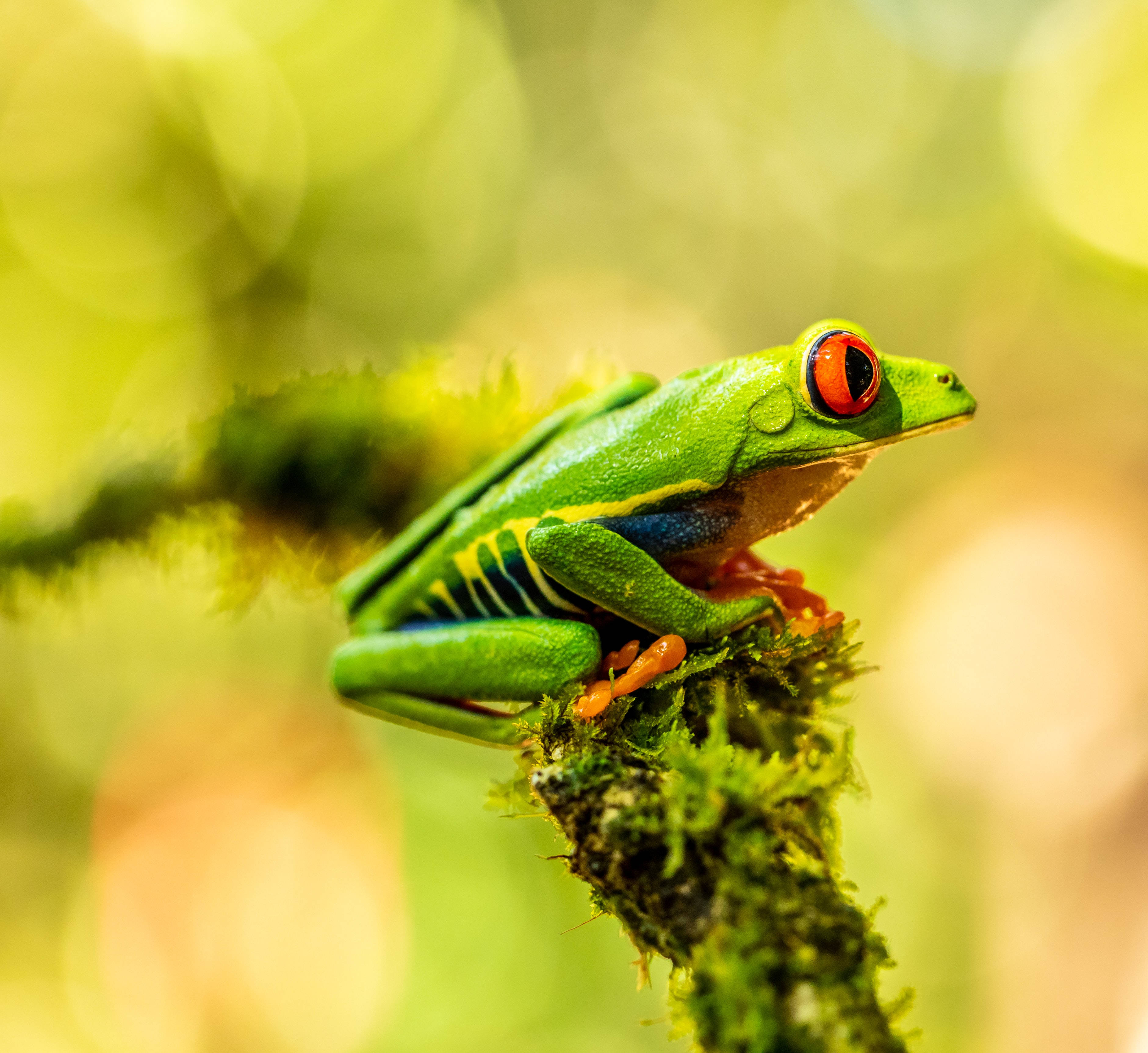 Frog 桌布 壁紙 — 一隻鮮豔的紅眼樹蛙棲息在長滿苔蘚的樹枝上，背景是溫暖的綠色和黃色的柔和散景。
