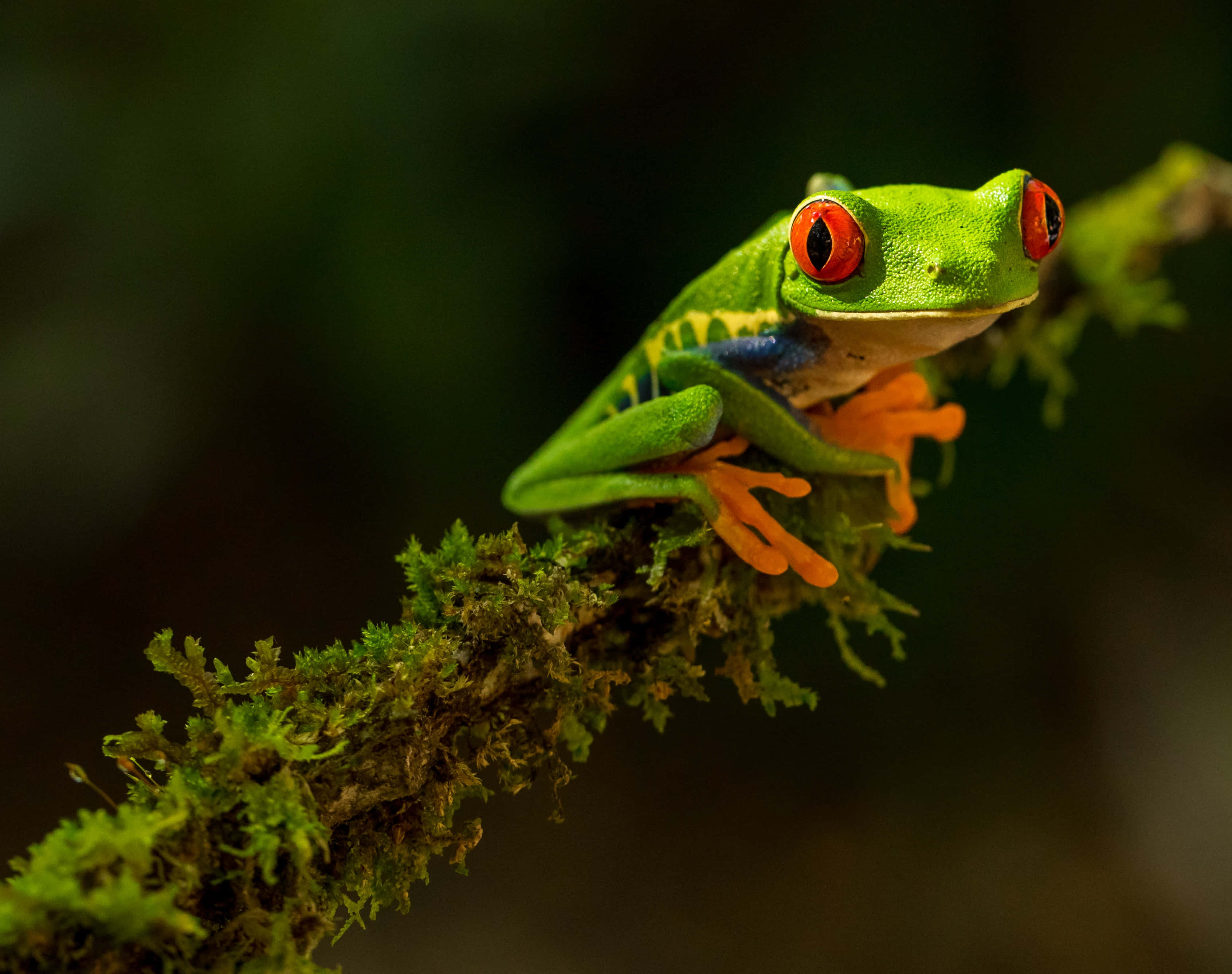Frog 桌布 壁紙 — 一隻鮮豔的紅眼樹蛙棲息在長滿苔蘚的樹枝上，有著引人注目的橙色腳掌和鮮綠色的皮膚。