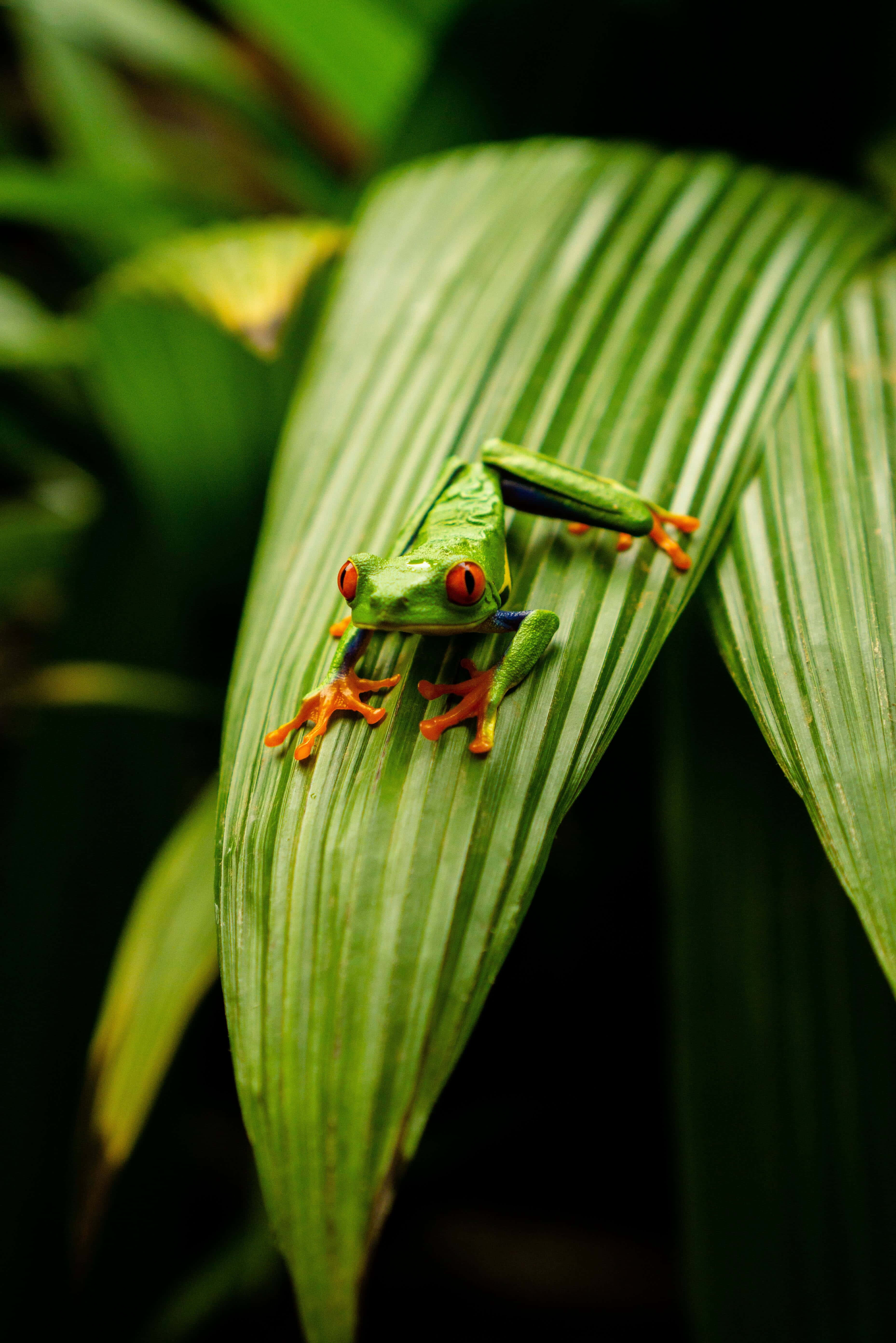 Frog 桌布 壁紙 — 一隻鮮豔的紅眼樹蛙用橙色的腳輕輕地棲息在一片大綠葉上，背景是黑暗模糊的叢林。