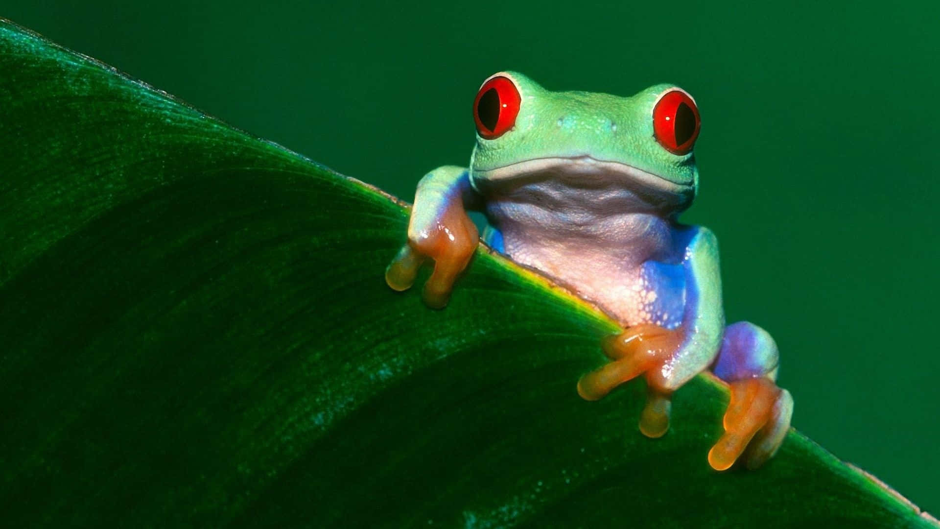 Frog 桌布 壁紙 — 一隻鮮豔的紅眼樹蛙用鮮豔的橙色腳趾和藍色腹部緊貼著一片大綠葉。