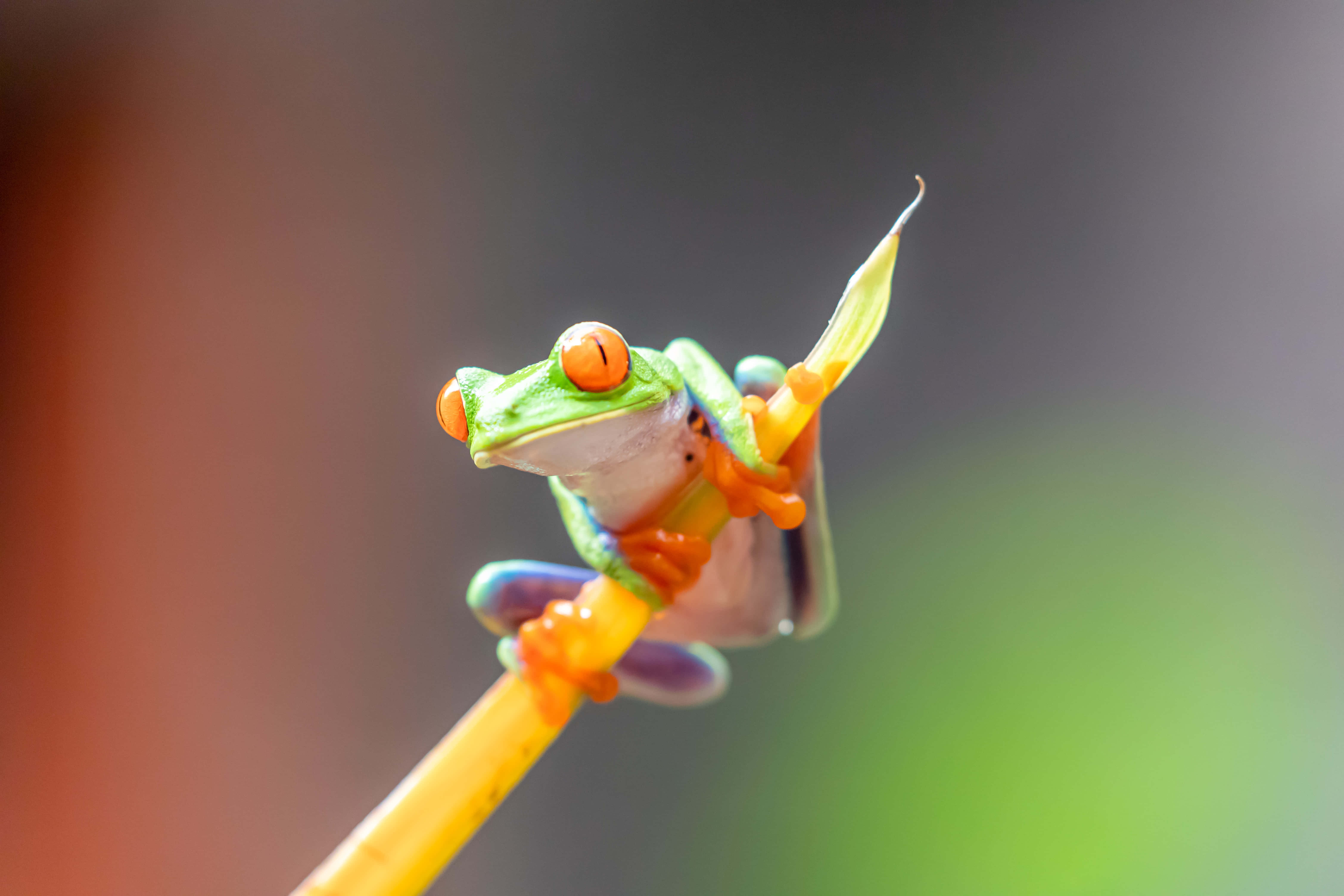 Frog 桌布 壁紙 — 一隻鮮豔的紅眼樹蛙緊抓著亮黃色的莖，有著鮮明的橙色腳和紫色點綴，背景柔和模糊。