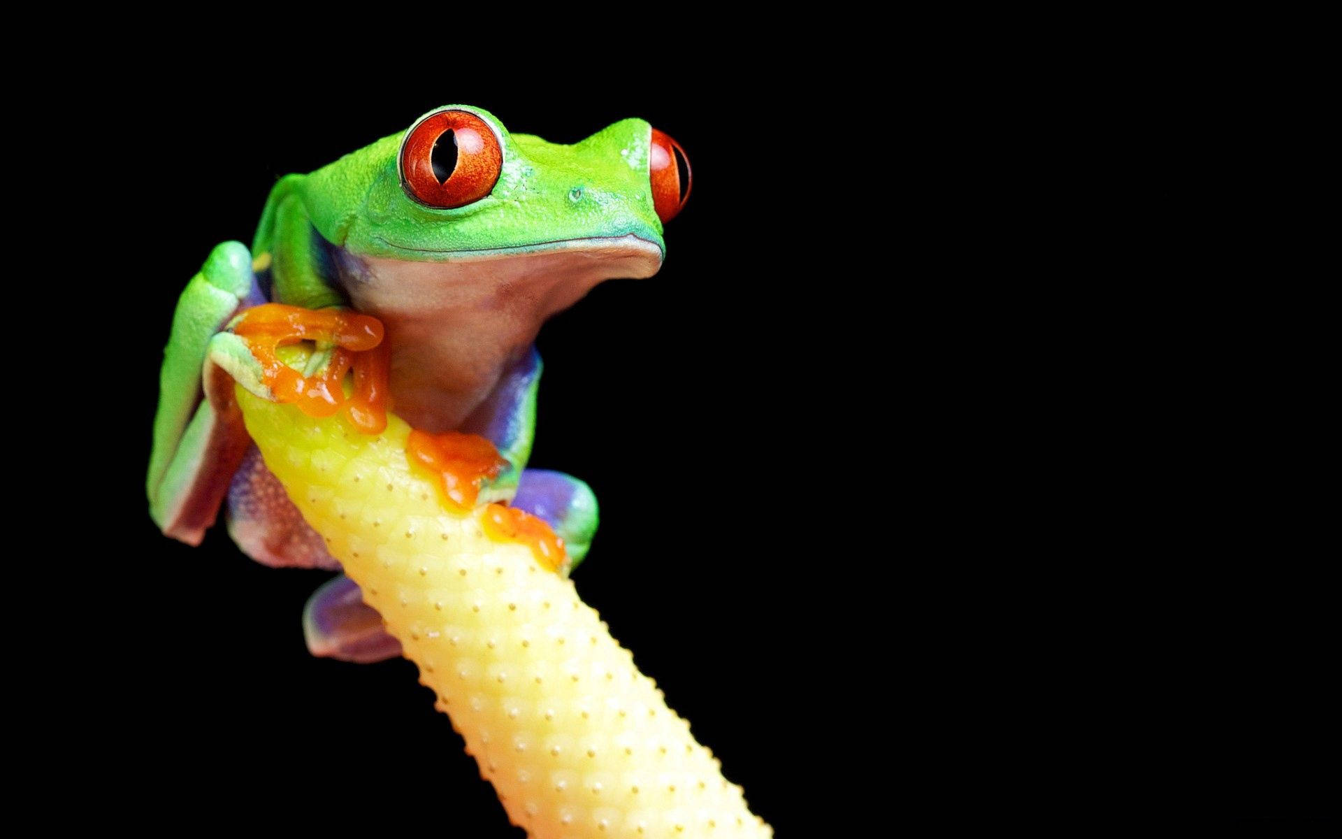 Frog 桌布 壁紙 — 一隻鮮豔的紅眼樹蛙緊貼在帶有紋理的黃色莖上，背景為純黑色。