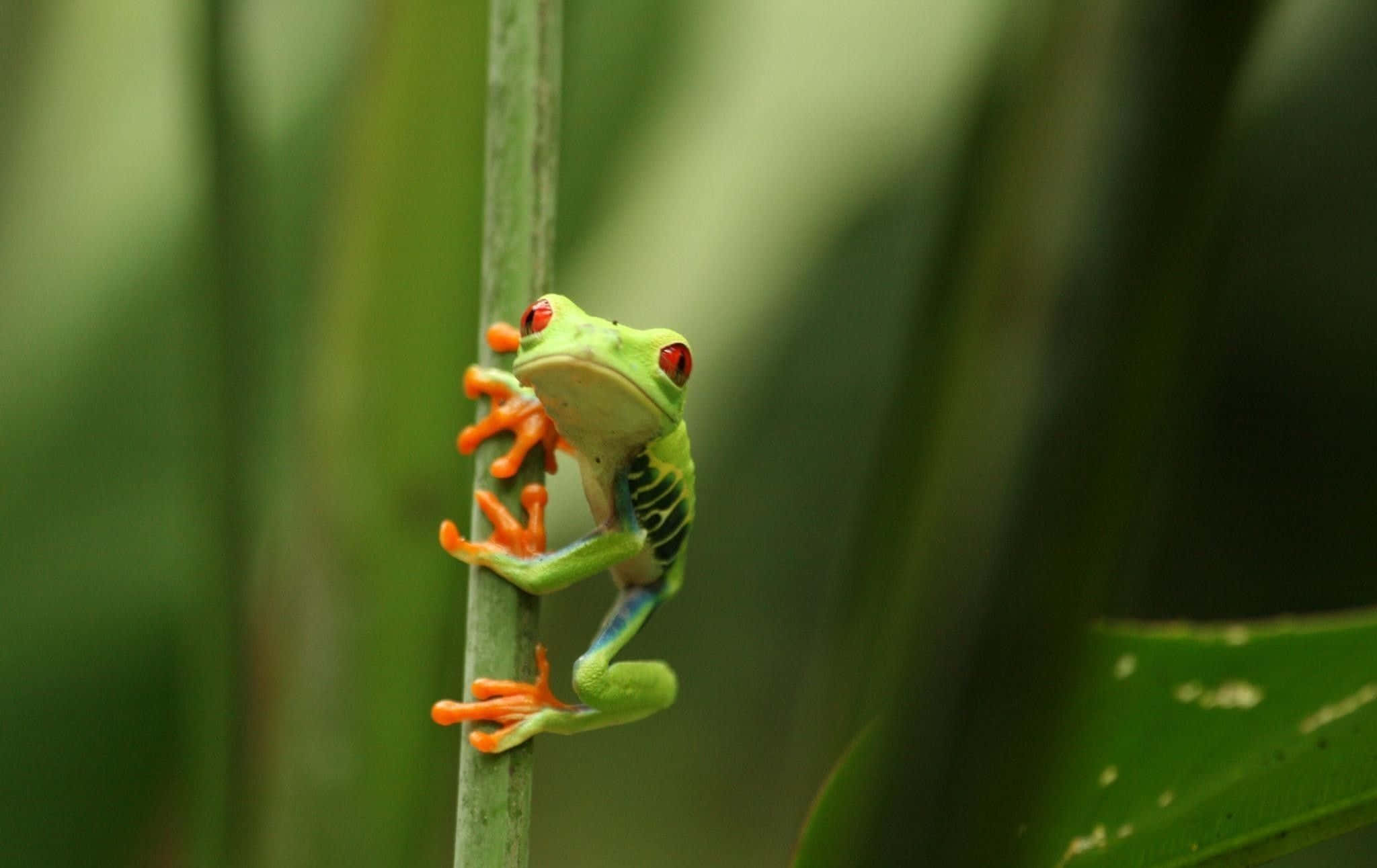 Frog 桌布 壁紙 — 一隻鮮豔的紅眼樹蛙緊貼在纖細的綠色莖上，周圍環繞著茂密的熱帶葉子。