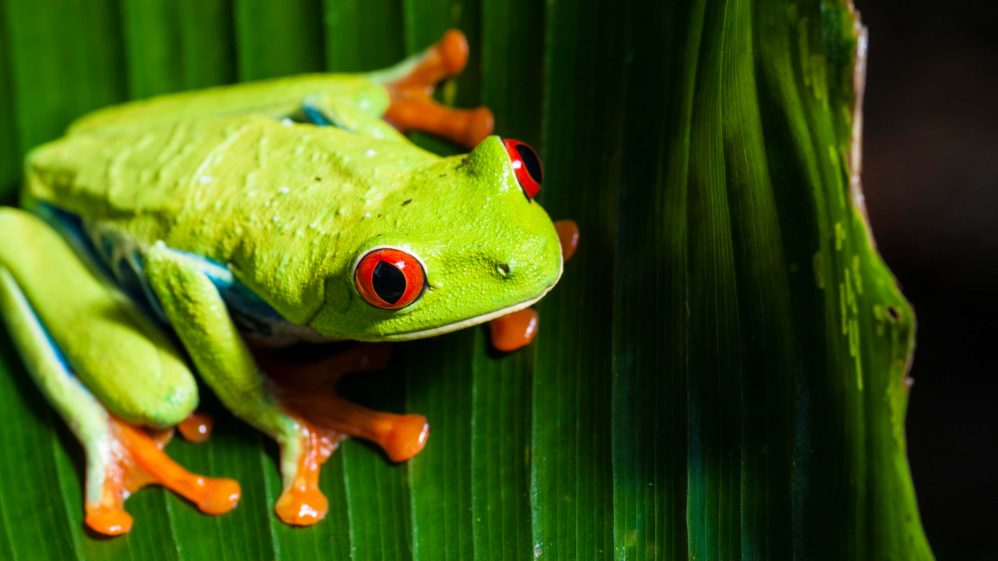 Frog 桌布 壁紙 — 一隻鮮豔的紅眼樹蛙緊貼著茂盛的綠葉，有著明亮的橙色腳趾和引人注目的紅色眼睛。