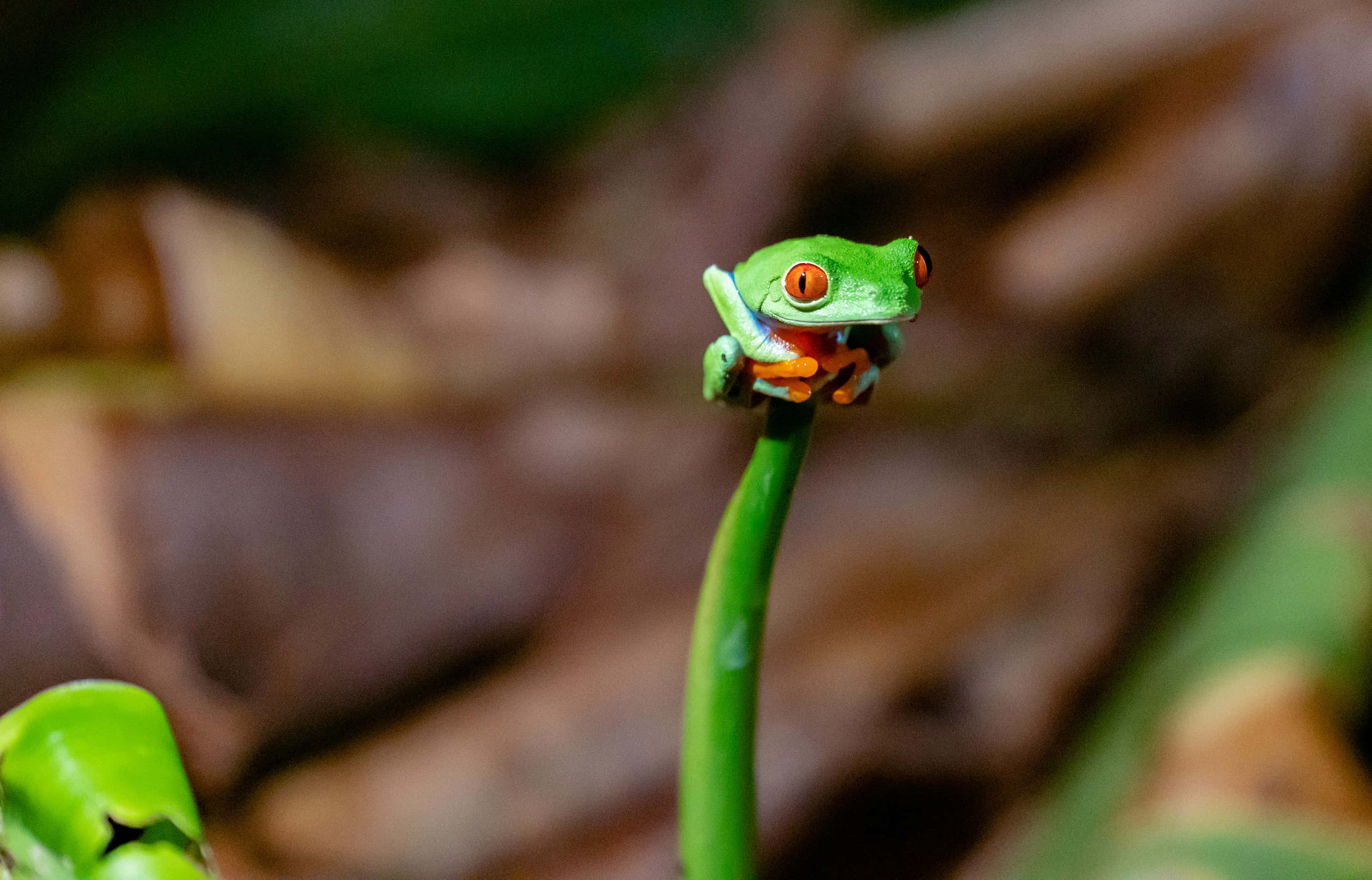 Frog 桌布 壁紙 — 一隻鮮豔的紅眼樹蛙警覺地棲息在纖細的綠色莖上，背景是柔和模糊的森林地面。