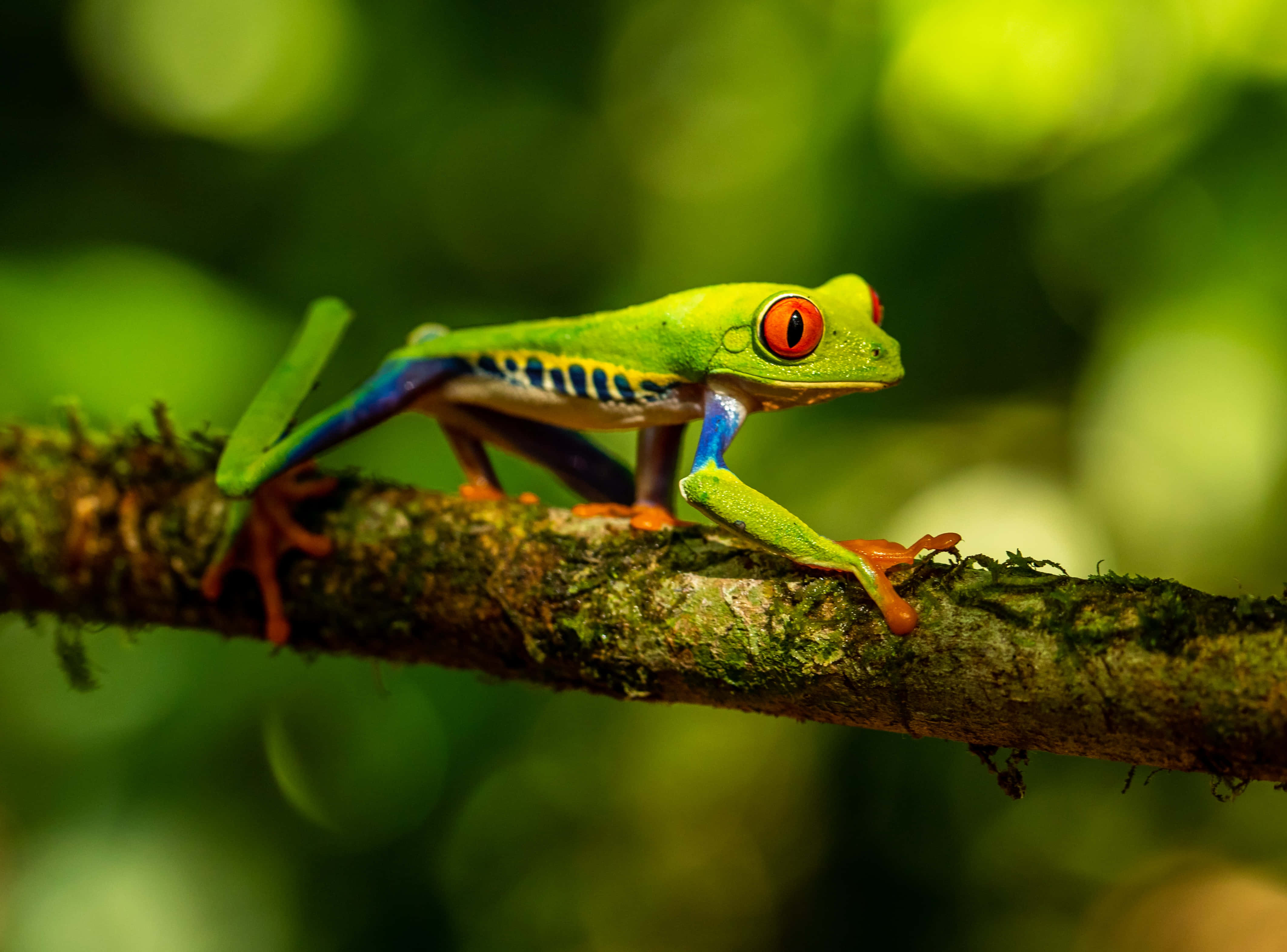 Frog 桌布 壁紙 — 一隻鮮豔的紅眼樹蛙警覺地棲息在長滿苔蘚的樹枝上，背景是柔和的散景效果，綠意盎然的叢林。