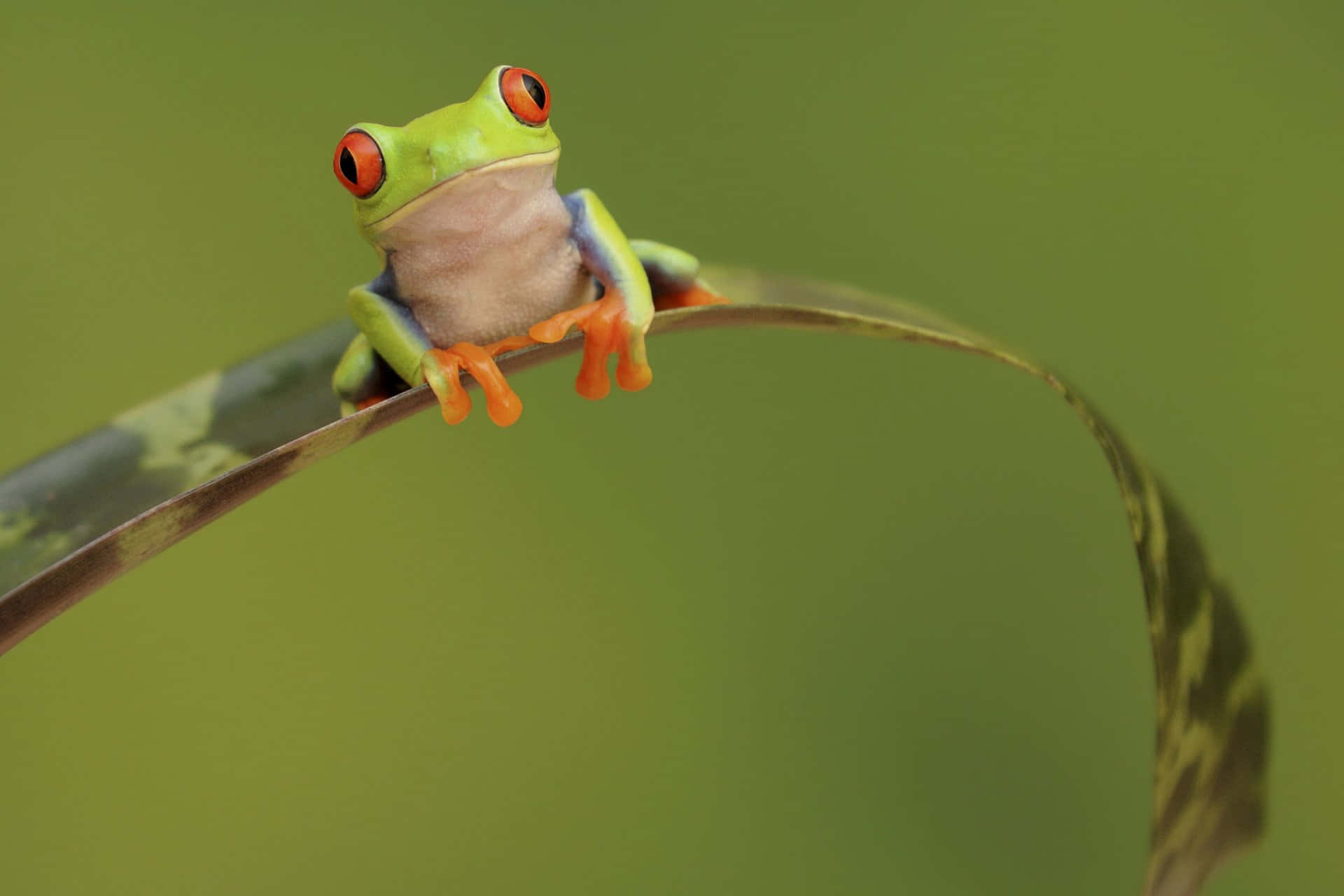 Frog 桌布 壁紙 — 一隻鮮豔的紅眼樹蛙輕輕地棲息在一片彎曲的葉子上，背景是柔和的綠色。