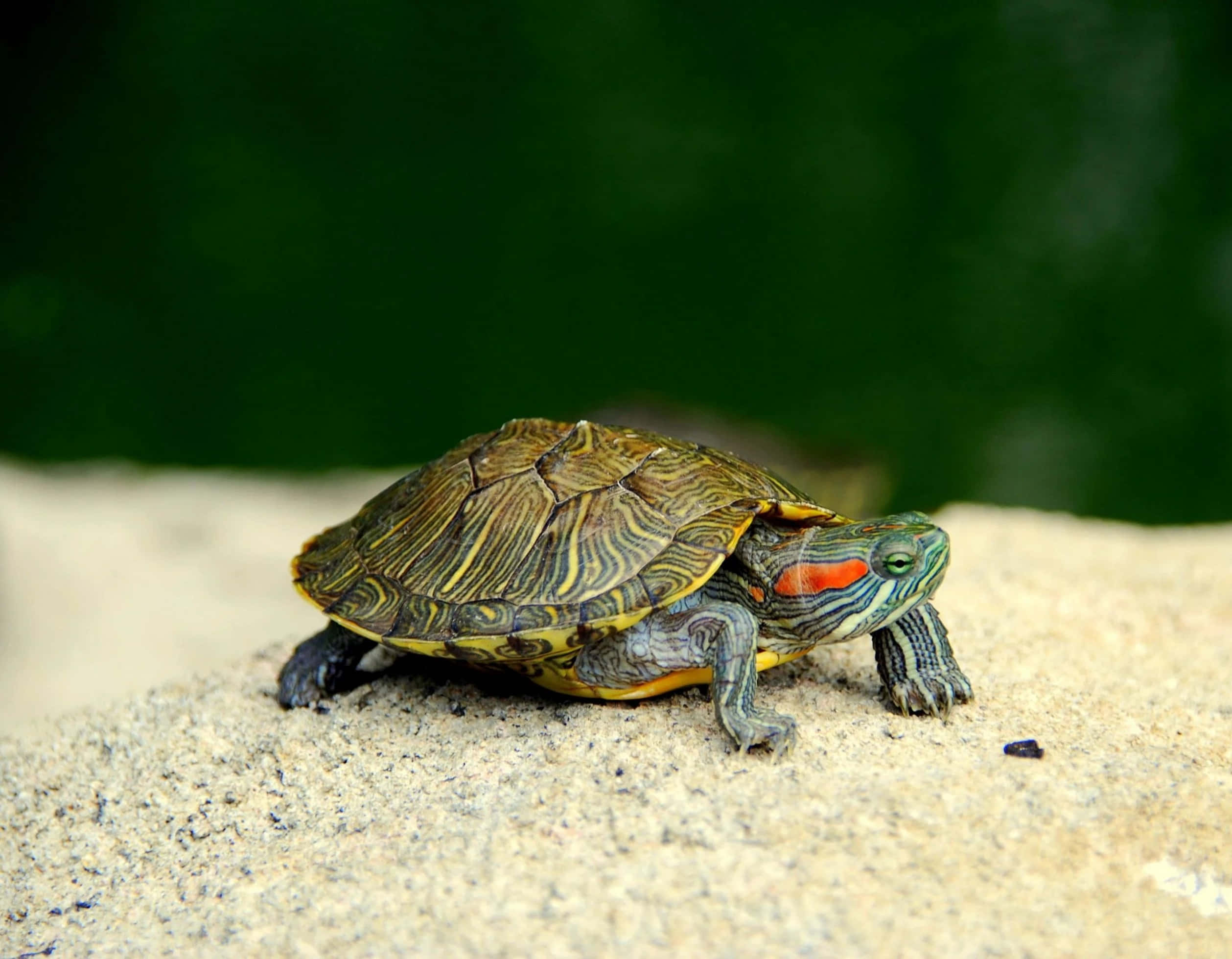Turtle 桌布 壁紙 — 一隻鮮豔的紅耳龜在陽光照耀的岩石上休息，背景是茂密的綠色植物。