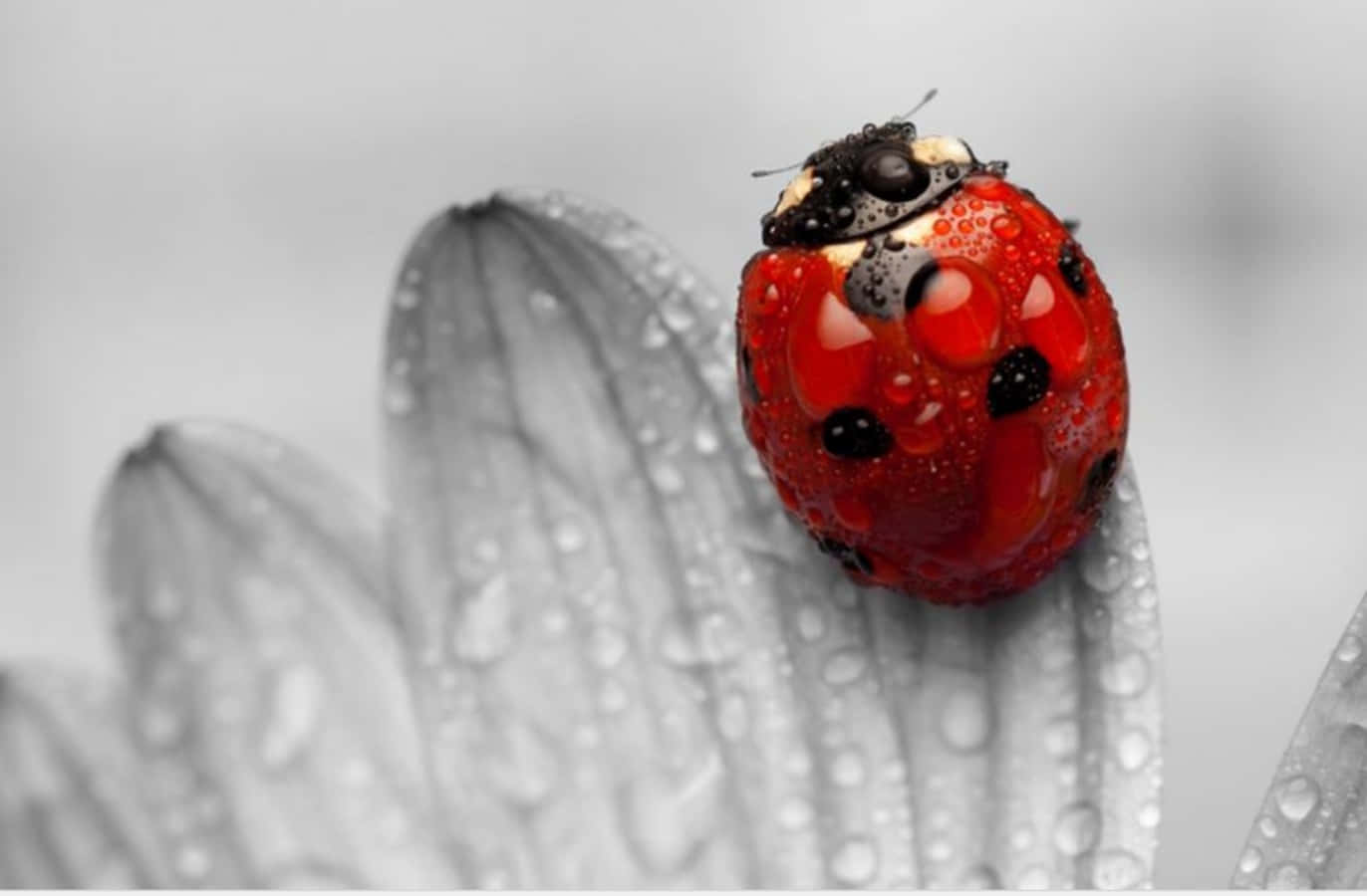 ladybug 桌布 壁紙 — 一隻鮮豔的紅色瓢蟲帶有黑色斑點，棲息在單色背景中沾滿露水的花瓣上。