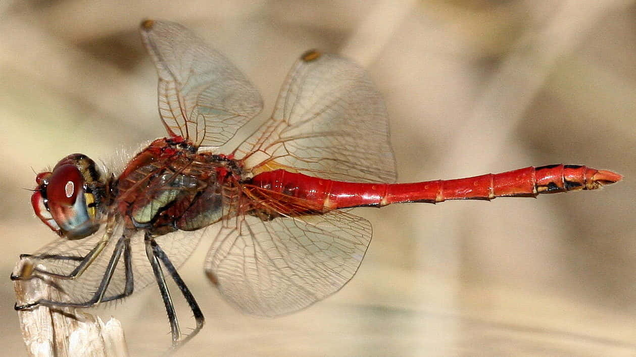 Red Dragonfly 桌布 壁紙 — 一隻鮮豔的紅色蜻蜓輕巧地停在小樹枝上，半透明的翅膀捕捉柔和光線，背景是模糊的自然景色。