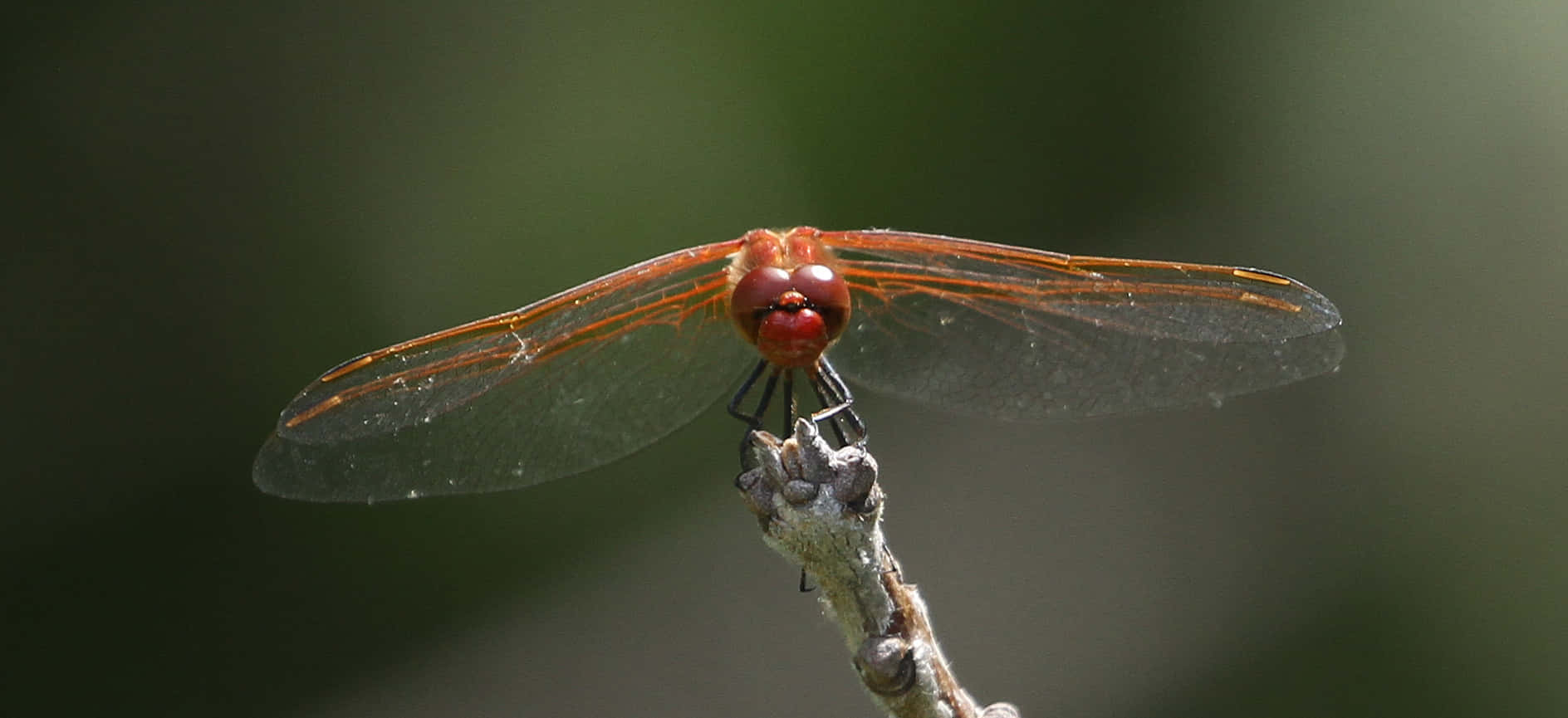Red Dragonfly 桌布 壁紙 — 一隻鮮豔的紅色蜻蜓輕輕地停在一根有紋理的小樹枝上，背景是柔和模糊的綠色。