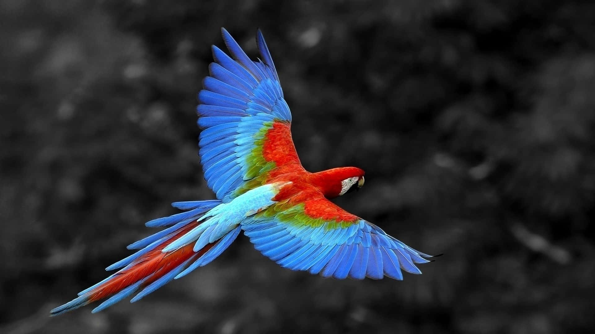 parrot 桌布 壁紙 — 一隻鮮豔的紅藍綠金剛鸚鵡展開翅膀，在模糊的黑白森林背景下翱翔。