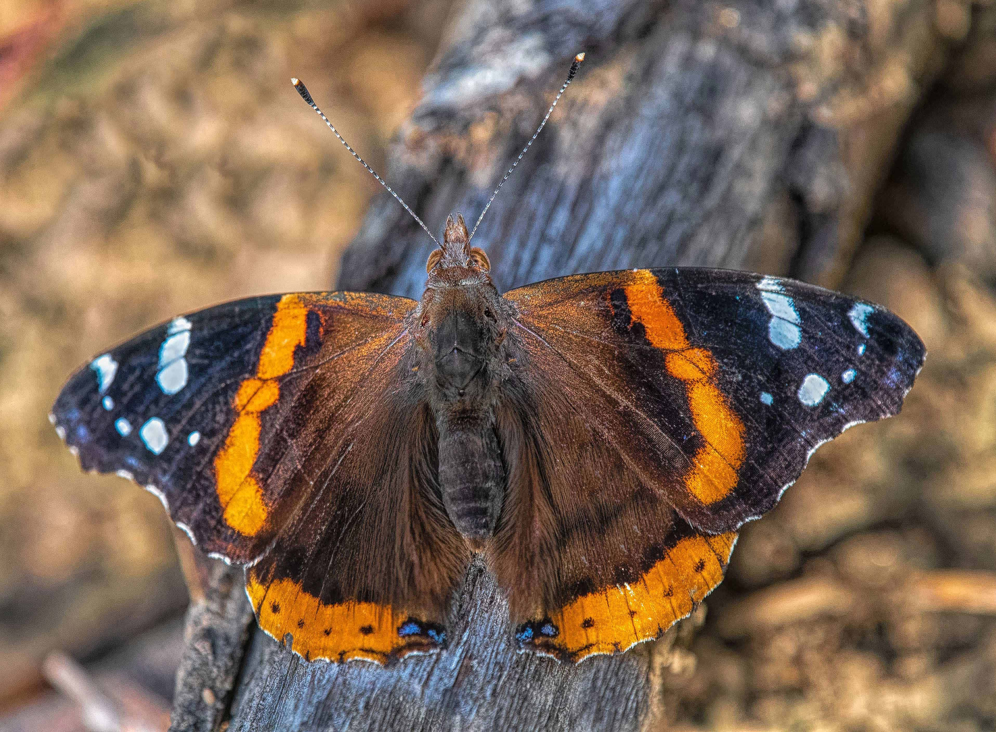 Red Admiral Butterfly 桌布 壁紙 — 一隻鮮豔的紅蛺蝶，帶有橙色、黑色和白色的翅膀，輕柔地停在風化的樹皮上。