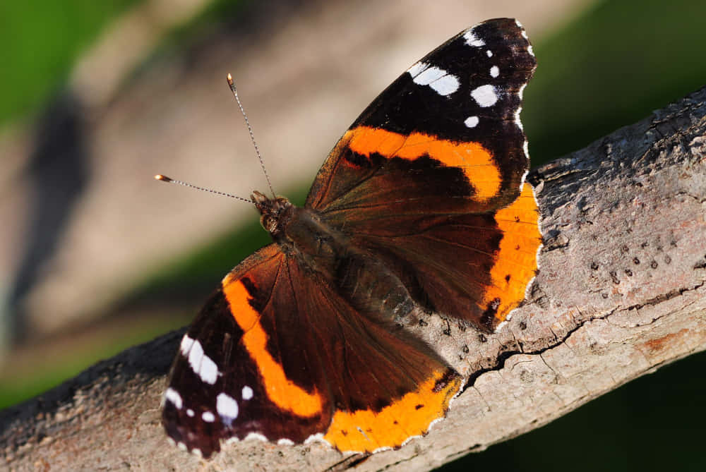 Red Admiral Butterfly 桌布 壁紙 — 一隻鮮豔的紅蛺蝶，帶有黑色和白色斑紋，棲息在紋理分明的樹枝上，背景是柔和的綠色。