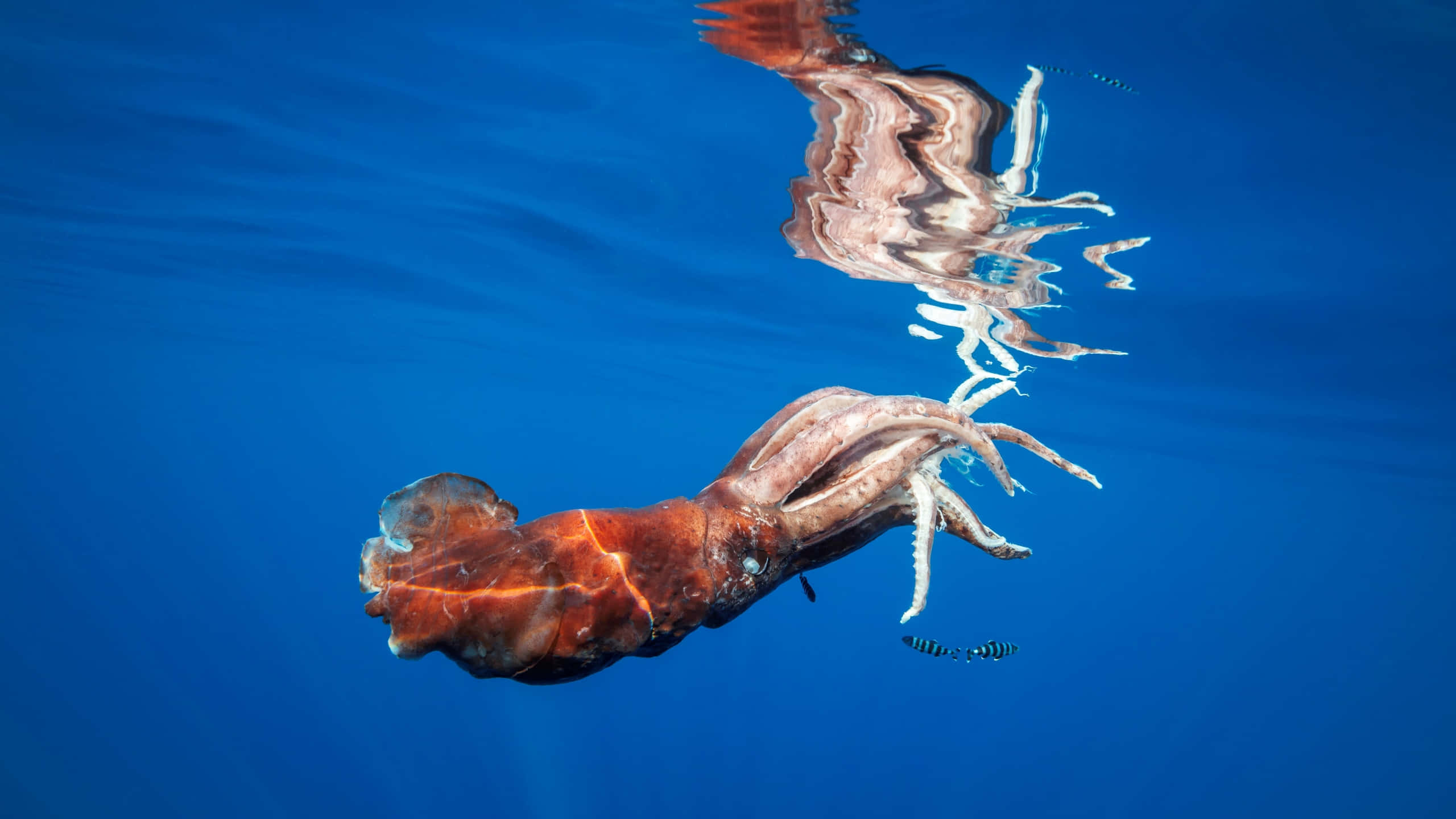 Giant Squid 桌布 壁紙 — 一隻鮮豔的紅褐色魷魚在清澈的藍色海水中滑行，其倒影在水面上閃爍。