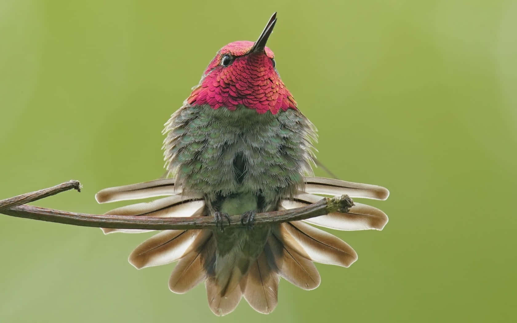 Female Hummingbird 桌布 壁紙 — 一隻鮮豔的紅頭蜂鳥輕柔地棲息在細枝上，背景是柔和的綠色。