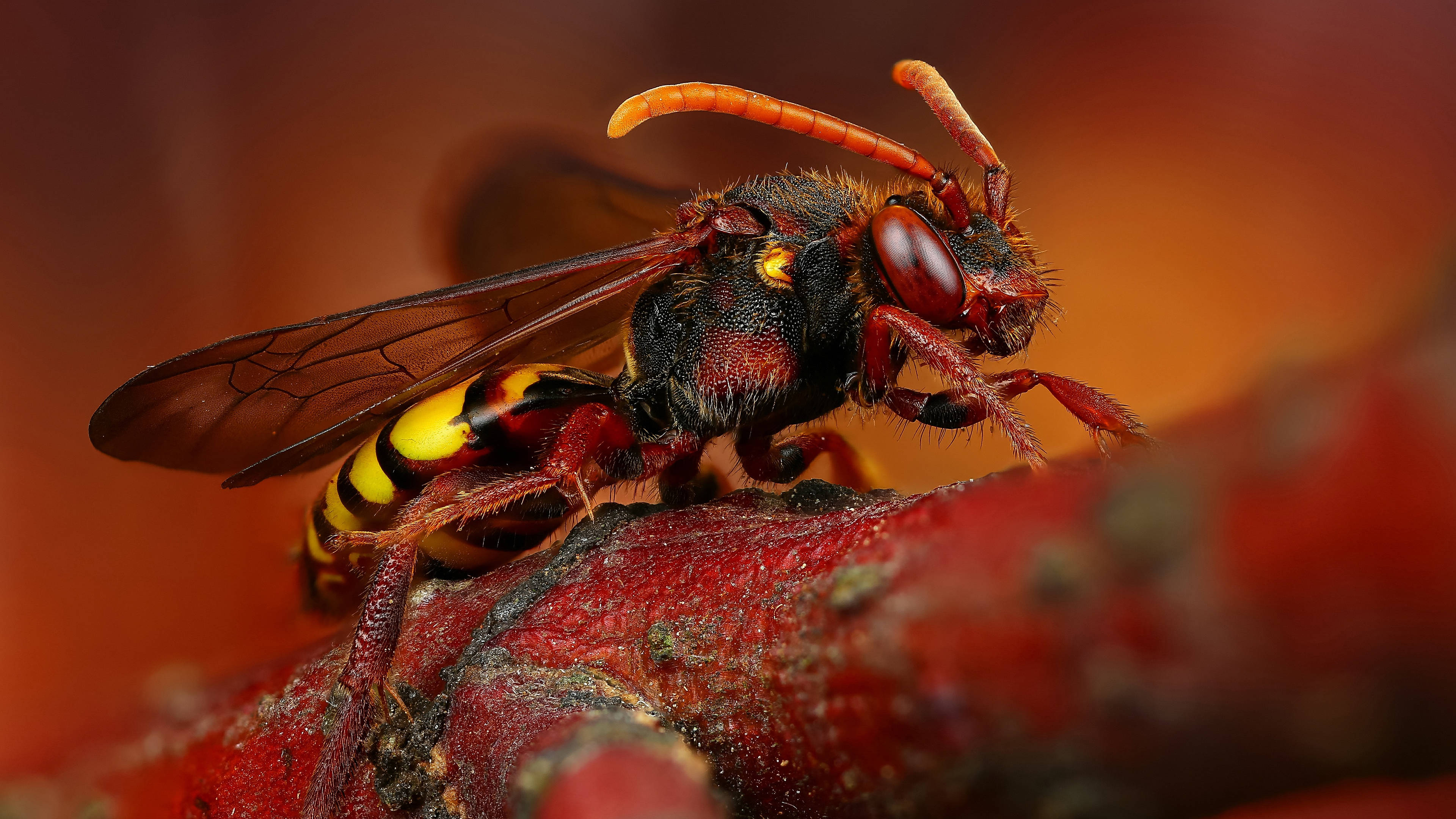 Insect 桌布 壁紙 — 一隻鮮豔的紅黃相間的黃蜂的特寫，棲息在一根有紋理的紅色樹枝上，背景溫暖而模糊。