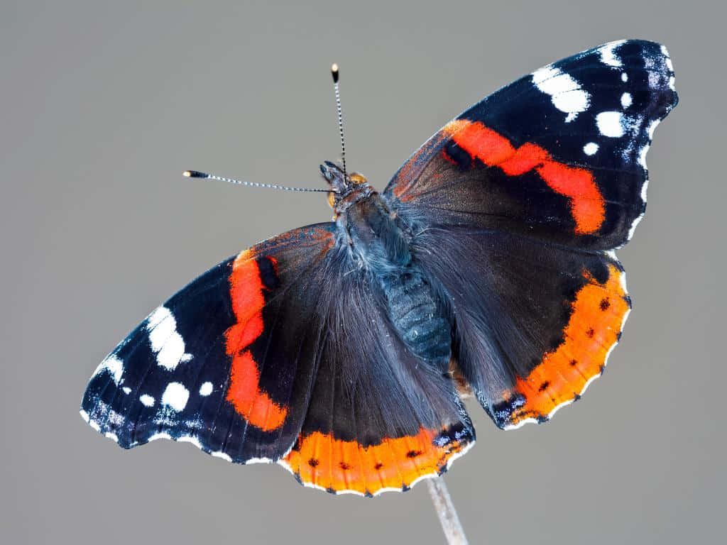 Red Admiral Butterfly 桌布 壁紙 — 一隻鮮豔的紅黑白色蝴蝶，輕柔地棲息在纖細的樹枝上，背景是柔和的灰色。