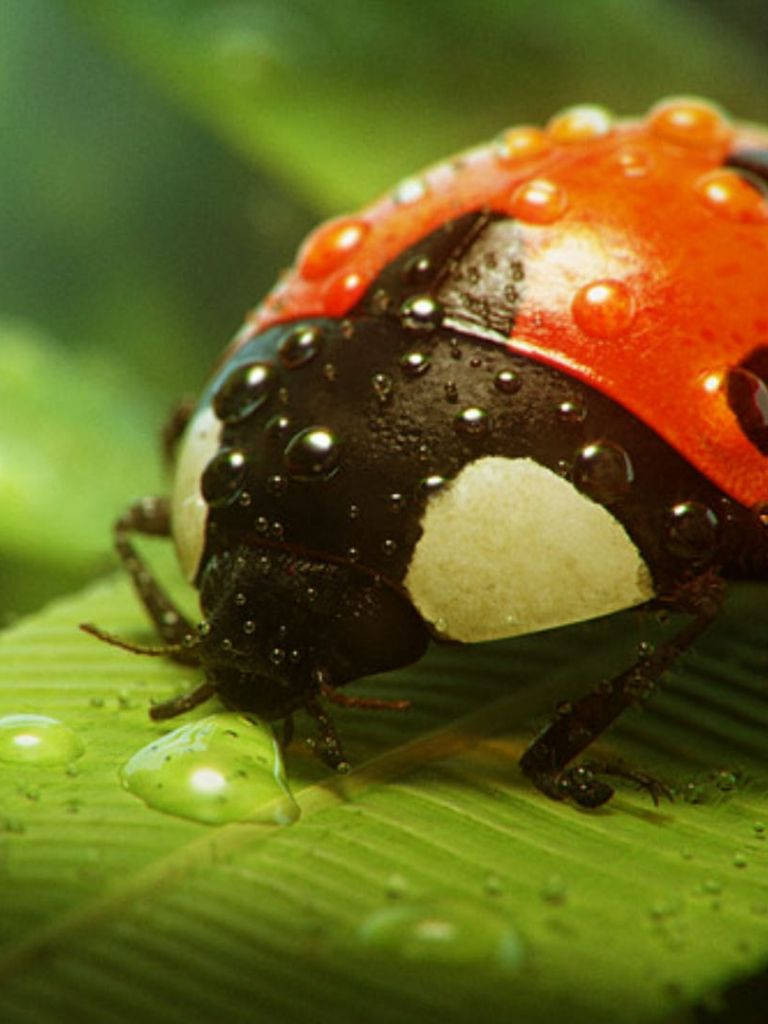 ladybug 桌布 壁紙 — 一隻鮮豔的紅黑色瓢蟲帶著露珠，緊貼在茂盛的綠葉上，是近距離微距拍攝。