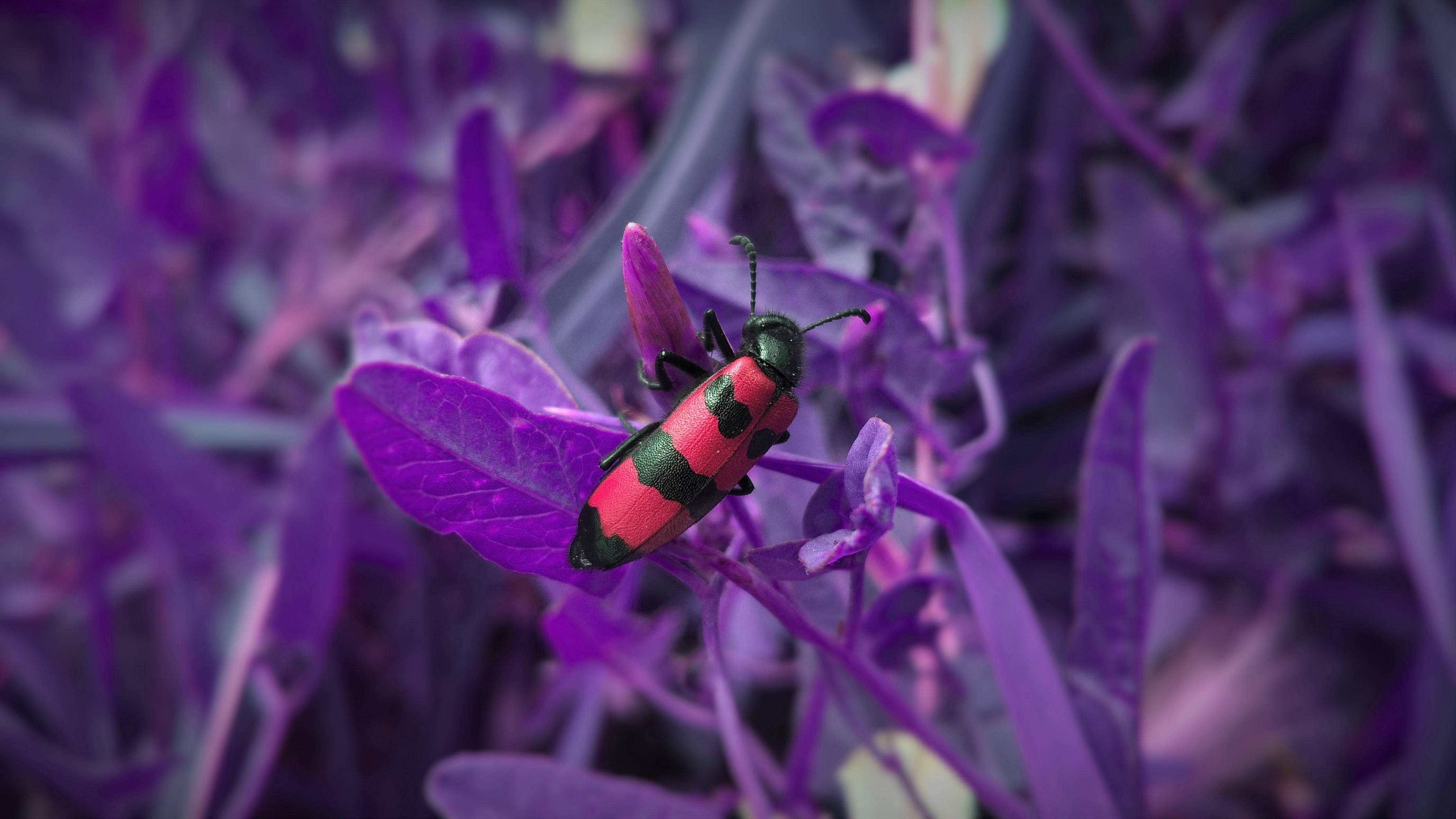 Insect 桌布 壁紙 — 一隻鮮豔的紅黑色甲蟲輕輕停在一片深紫色的葉子上，周圍是茂密的紫色葉子背景。