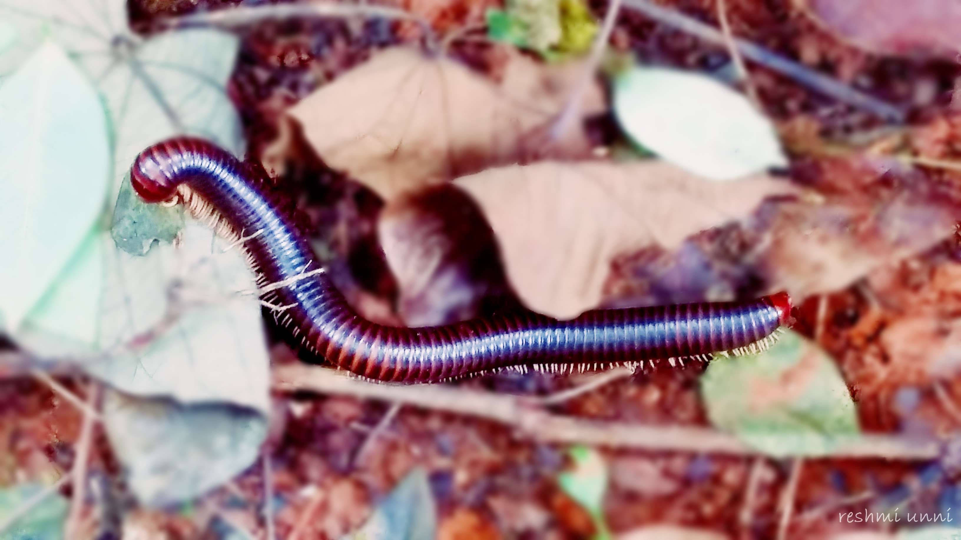 動物 桌布 壁紙 — 一隻鮮豔的紫紅色馬陸在森林地面的落葉和樹枝間優雅地蜷曲。