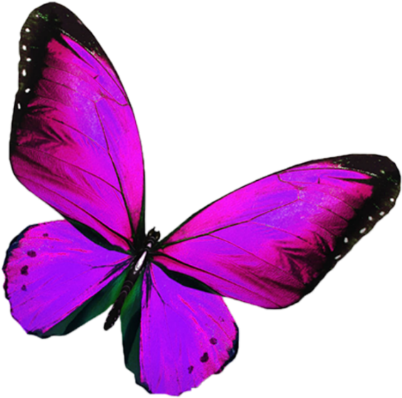 Butterfly Wings 桌布 壁紙 — 一隻鮮豔的紫色蝴蝶，帶有虹彩翅膀和黑色邊緣圖案，在純黑背景上滑翔。