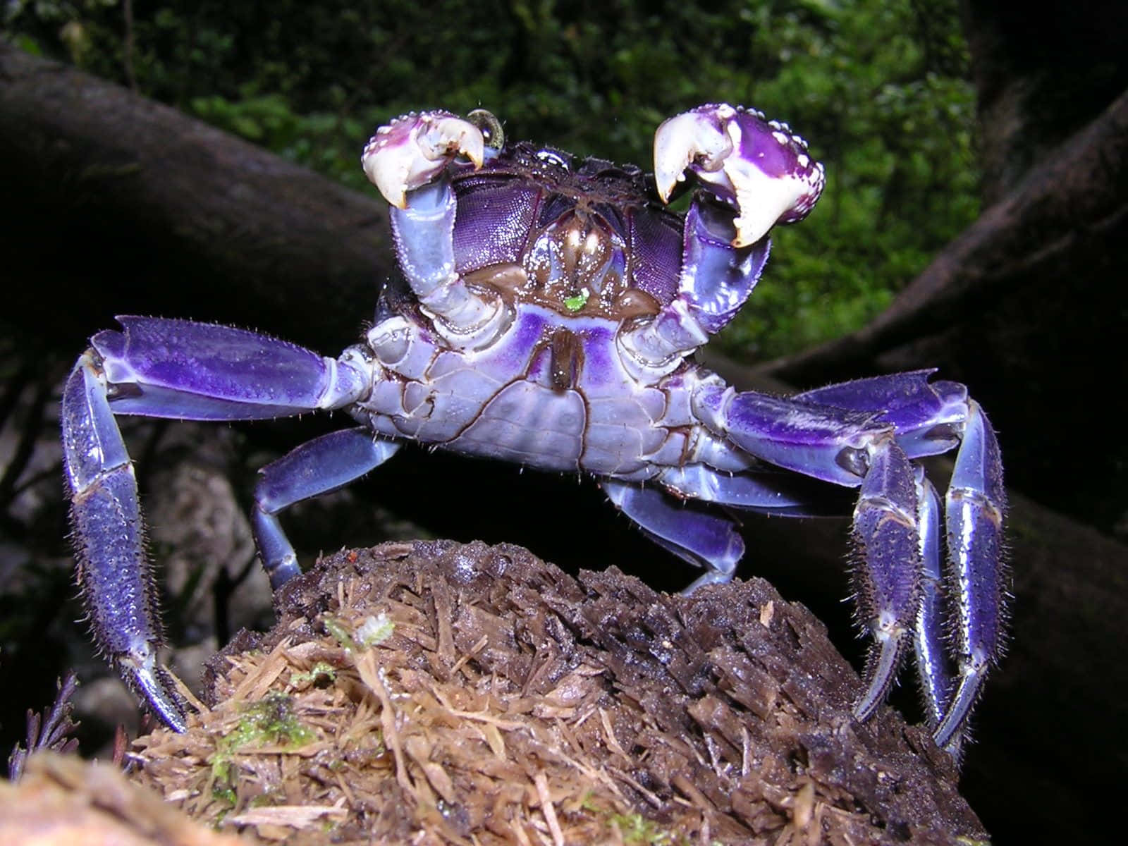 螃蟹 桌布 壁紙 — 一隻鮮豔的紫色螃蟹，帶有白色尖端的鉗子，棲息在黑暗森林中長滿苔蘚的木頭上。