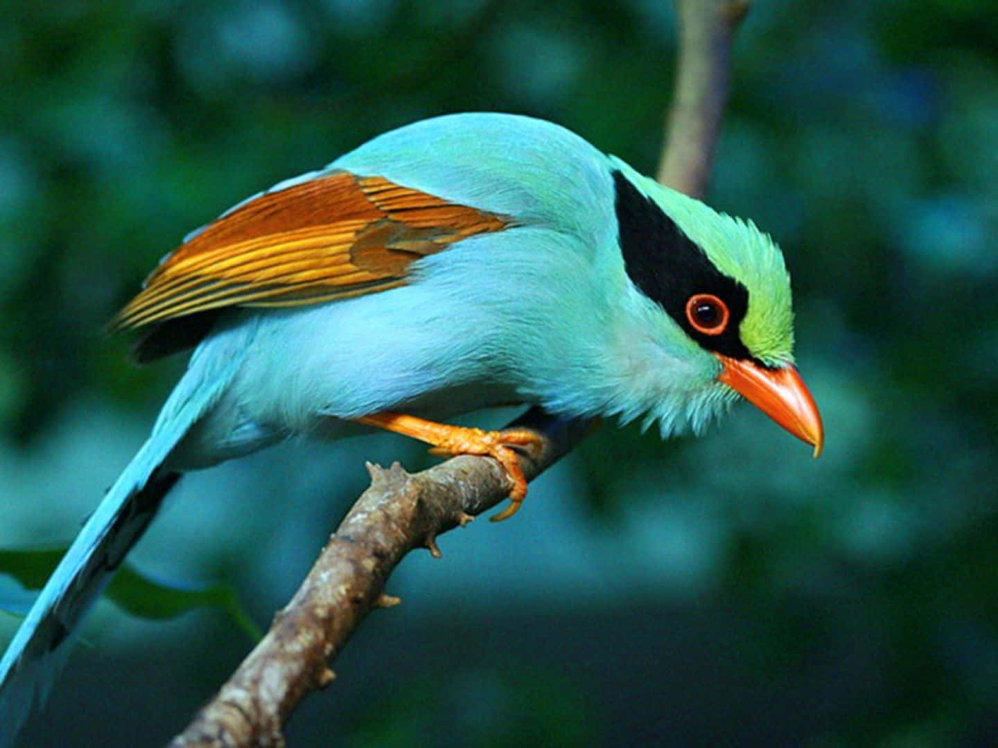 Beautiful Birds 桌布 壁紙 — 一隻鮮豔的綠松色鳥，擁有橙色翅膀和喙，棲息在樹枝上，背景是模糊的綠色森林。