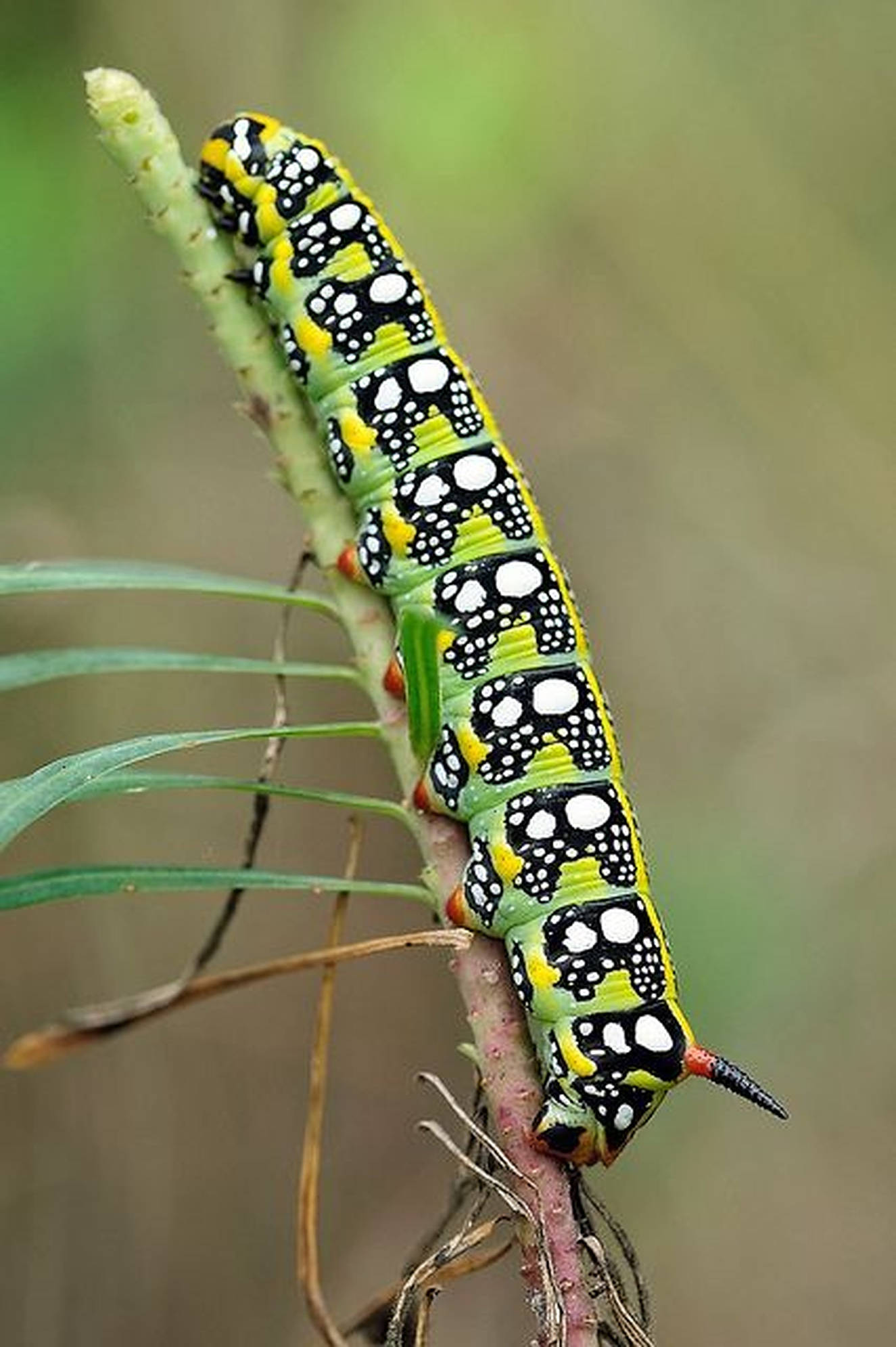 Caterpillar Insect 桌布 壁紙 — 一隻鮮豔的綠色、黑色和白色斑點、橙色腳的毛毛蟲，緊緊抓住一根纖細的植物莖，背景是柔和模糊的自然景色。