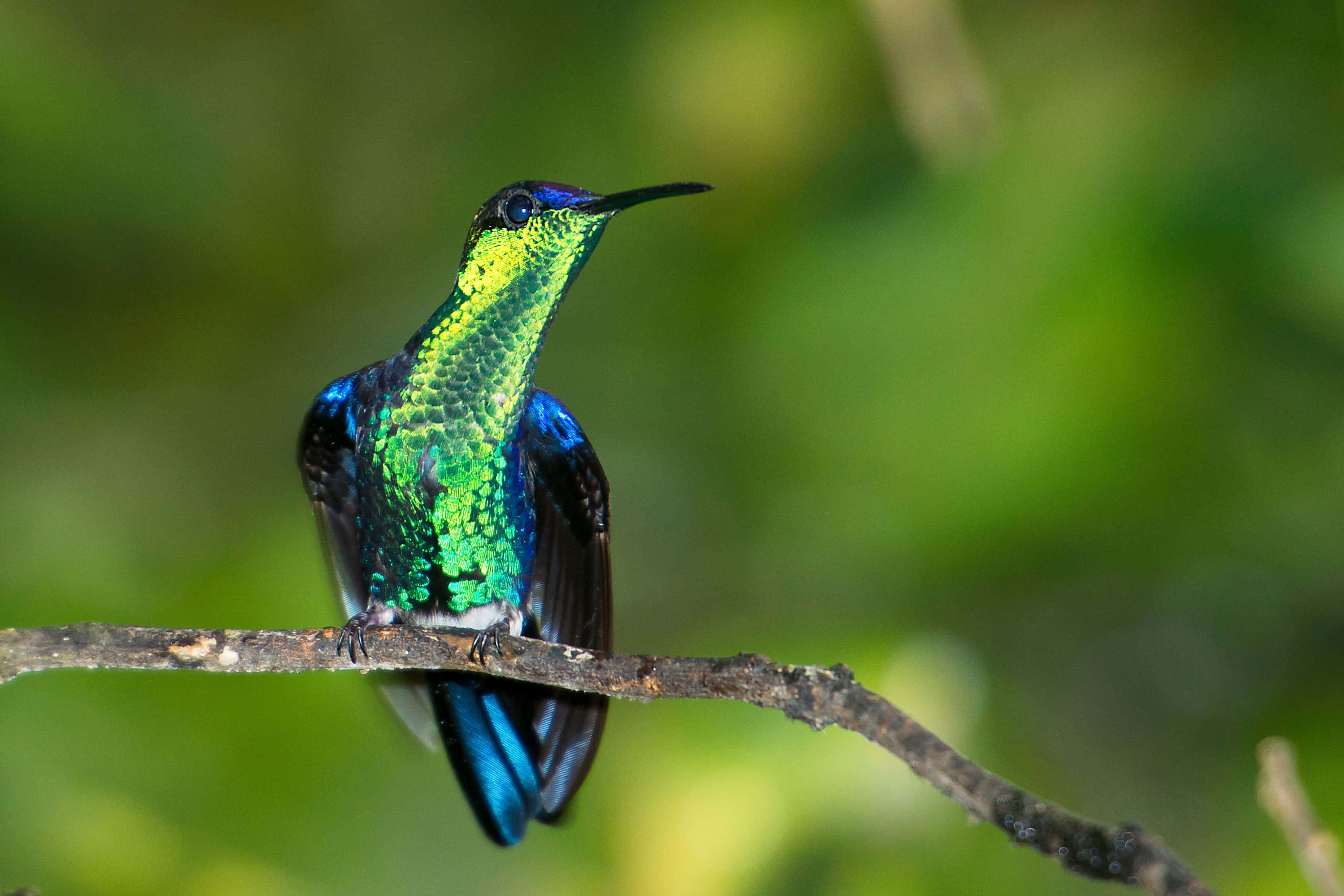 Female Hummingbird 桌布 壁紙 — 一隻鮮豔的綠色和藍色蜂鳥優雅地棲息在樹枝上，背景是柔和模糊的綠色。