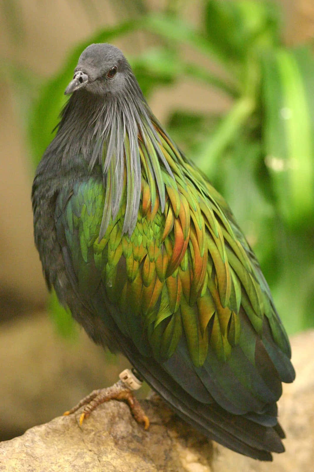 pigeon 桌布 壁紙 — 一隻鮮豔的綠色和金色鳥兒，頭部灰色，棲息在岩石上，周圍是模糊的樹葉。