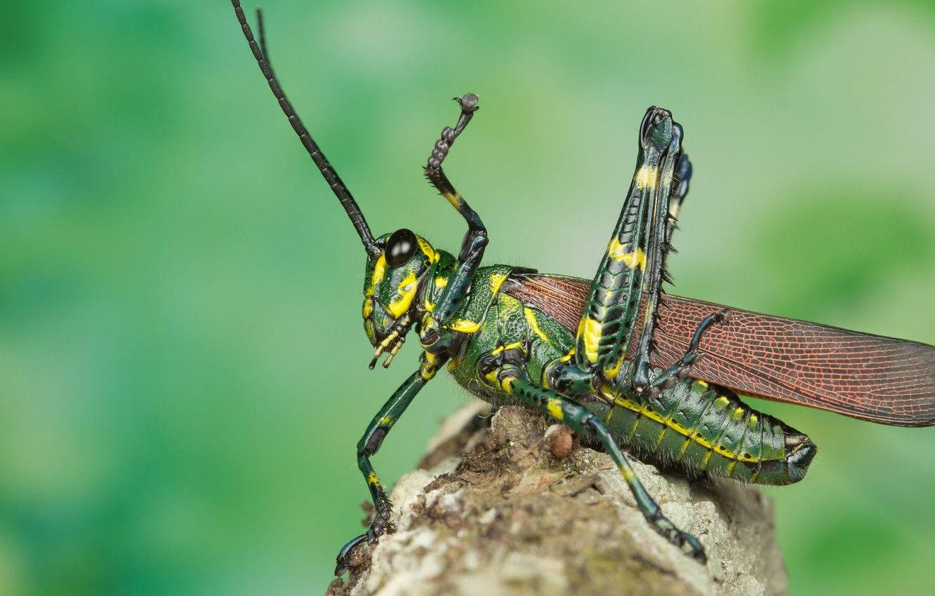 Grasshopper 桌布 壁紙 — 一隻鮮豔的綠色和黃色蚱蜢棲息在粗糙的樹枝上，背景是柔和模糊的綠色。