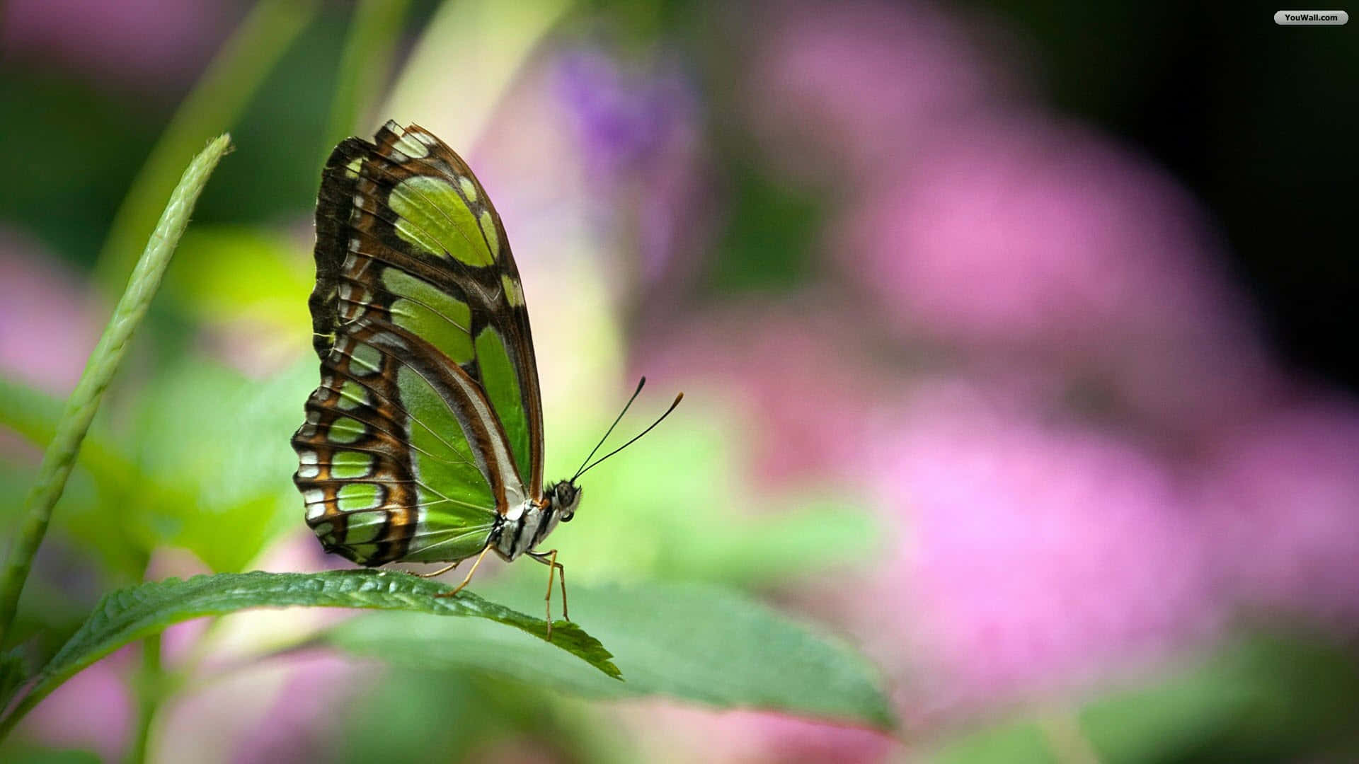 Butterfly Profile 桌布 壁紙 — 一隻鮮豔的綠色和黑色蝴蝶，精緻地棲息在一片葉子上，背景是柔和的粉紅色和綠色模糊花卉背景。