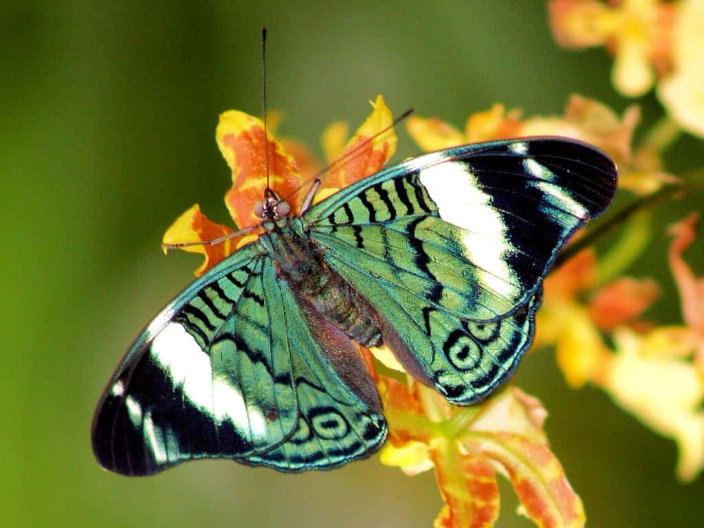 Butterfly Species 桌布 壁紙 — 一隻鮮豔的綠色和黑色蝴蝶帶有白色條紋，輕輕停在一朵黃橙色花朵上，背景是柔和的綠色。