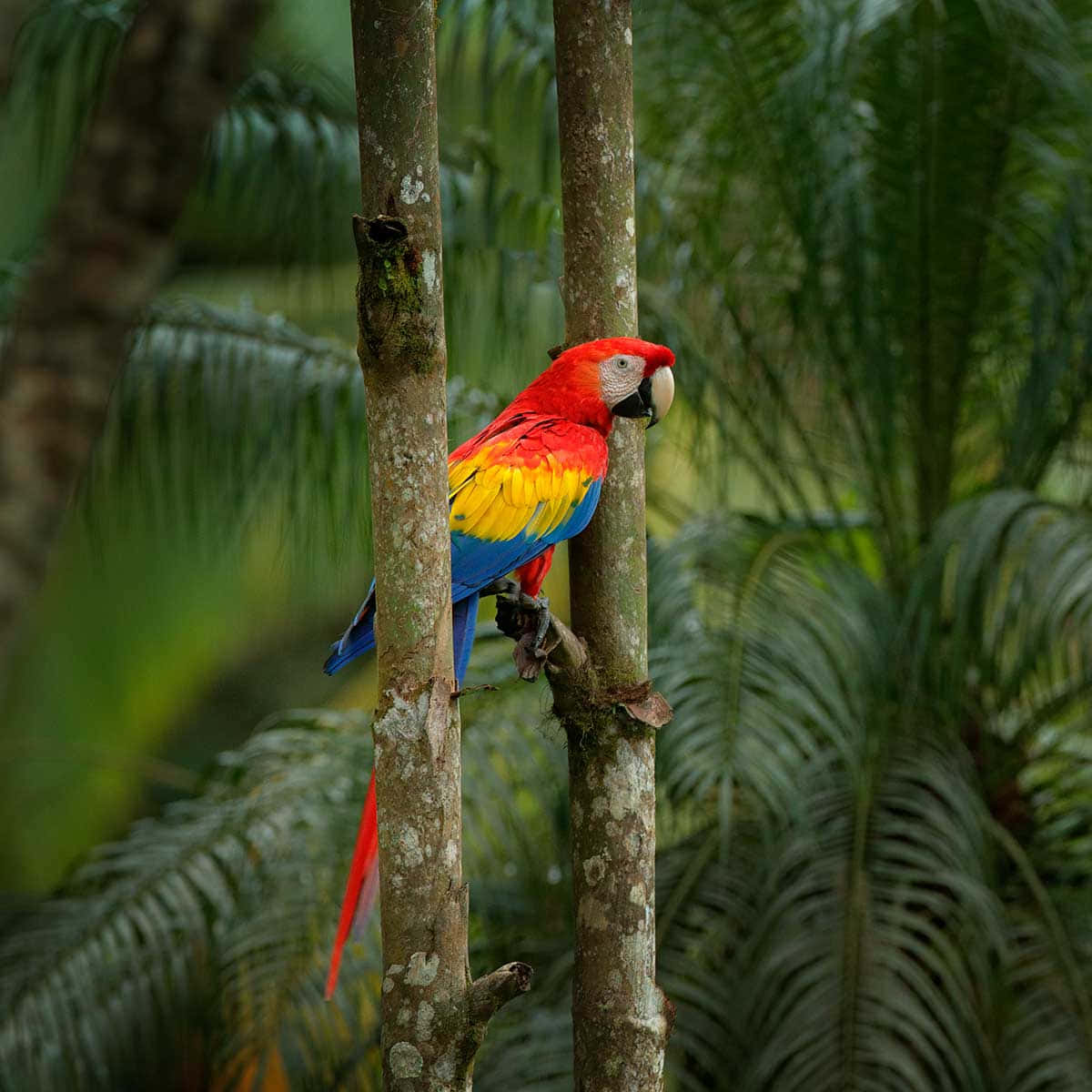 parrot 桌布 壁紙 — 一隻鮮豔的緋紅金剛鸚鵡棲息在樹幹之間，周圍是茂密的綠色叢林和模糊的棕櫚葉。