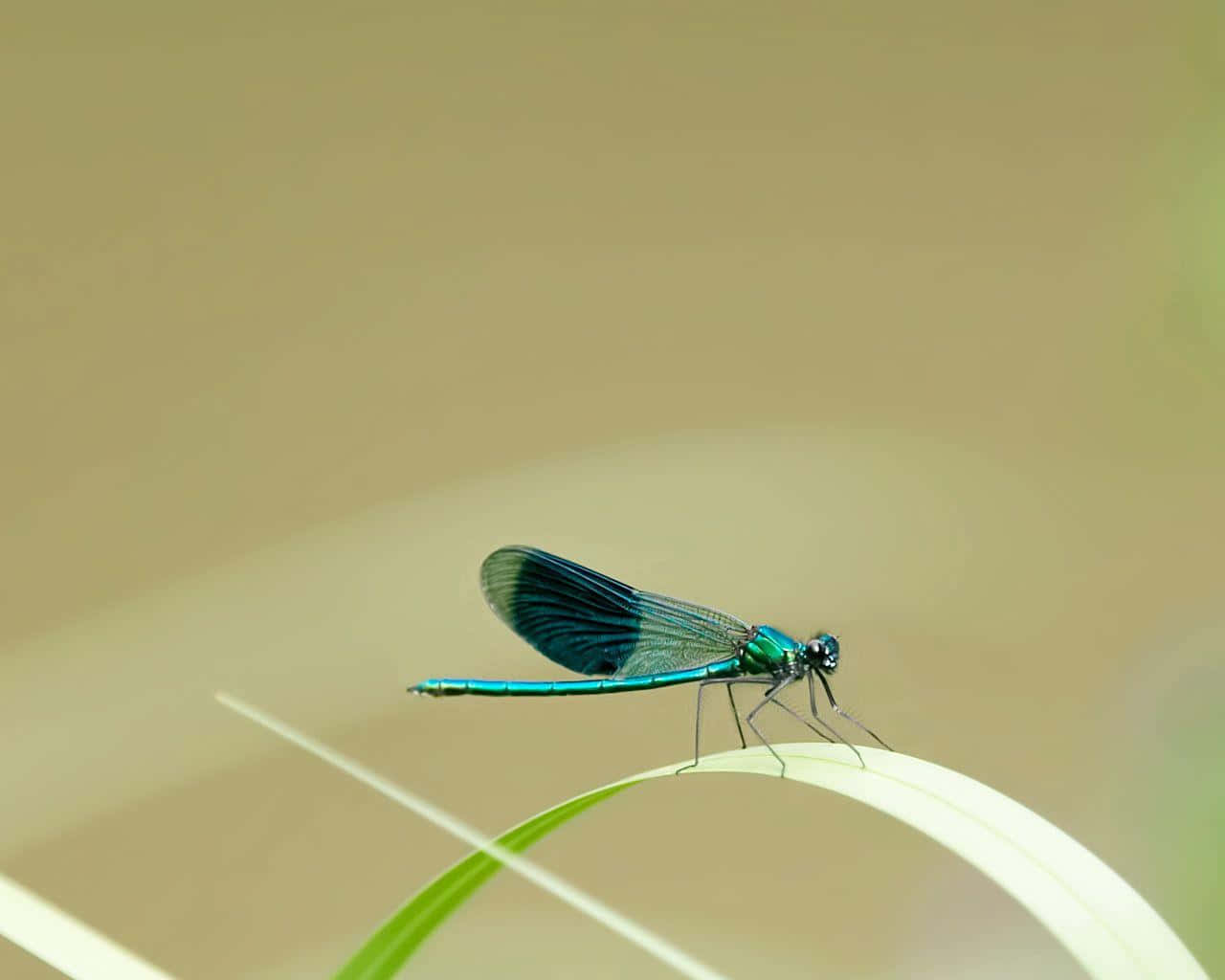 Insects 桌布 壁紙 — 一隻鮮豔的翠綠蜻蜓優雅地停在一根彎曲的草葉上，背景柔和模糊。