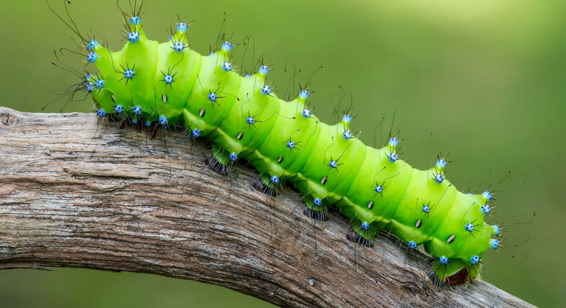 Caterpillar Insect 桌布 壁紙 — 一隻鮮豔的萊姆綠色毛毛蟲，帶有藍色尖刺，在質感豐富的棕色樹枝上爬行，背景是柔和的綠色。